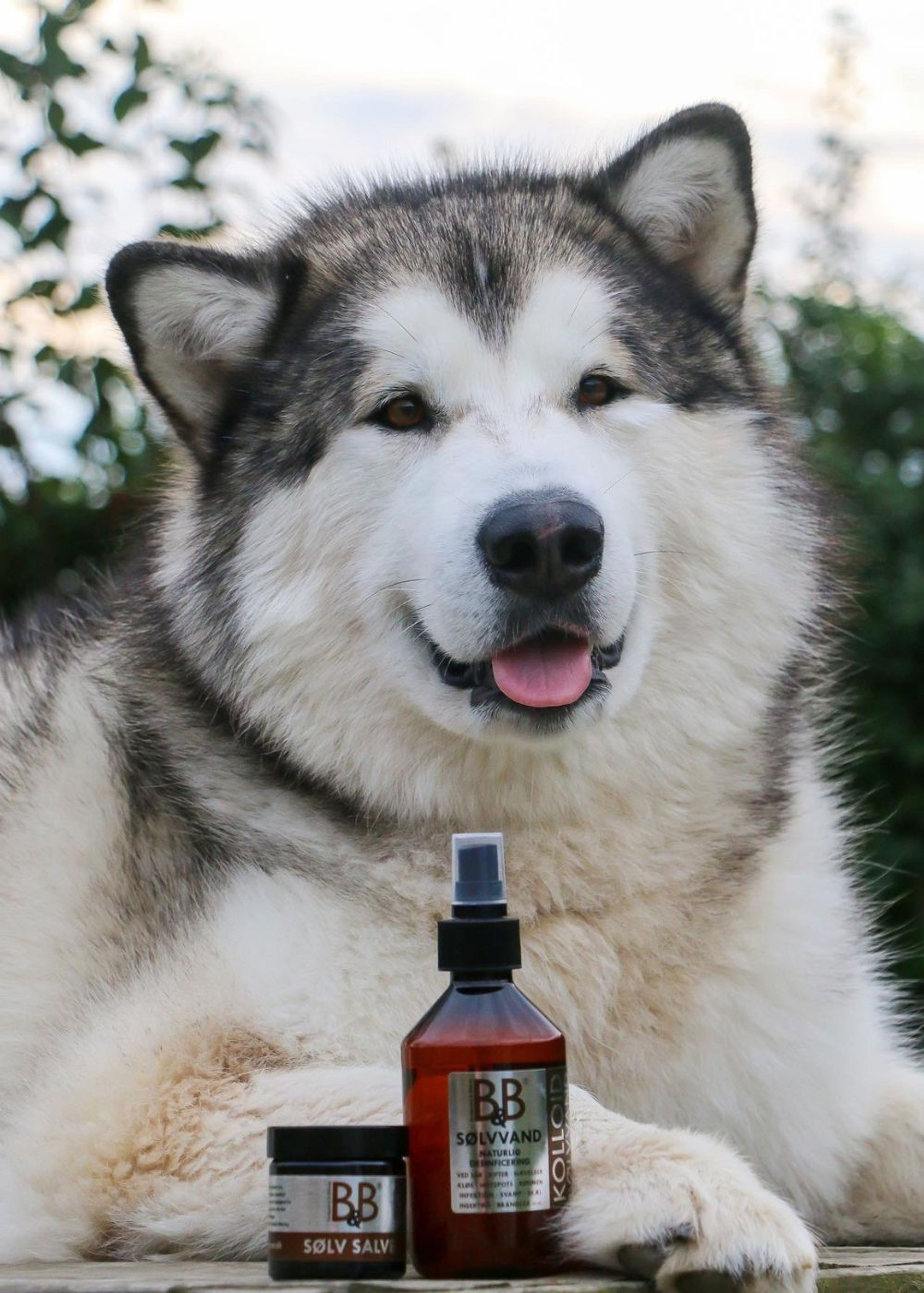 B&B - Koiran shampoo - Silver Water - Silver Water - 250 ml