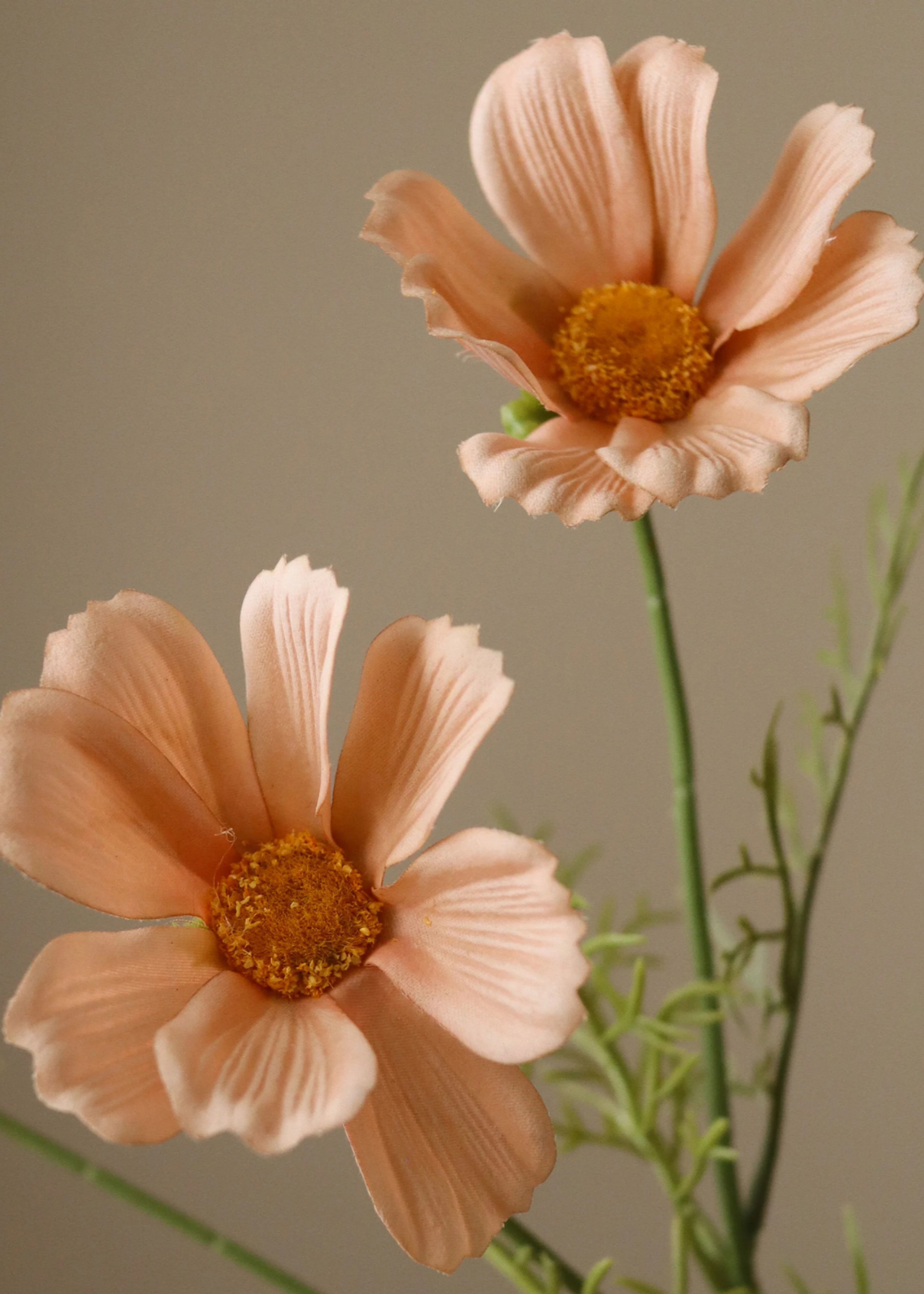 Botané - Fleurs artificielles - Flower stems - Champagne Cosmo Daisy