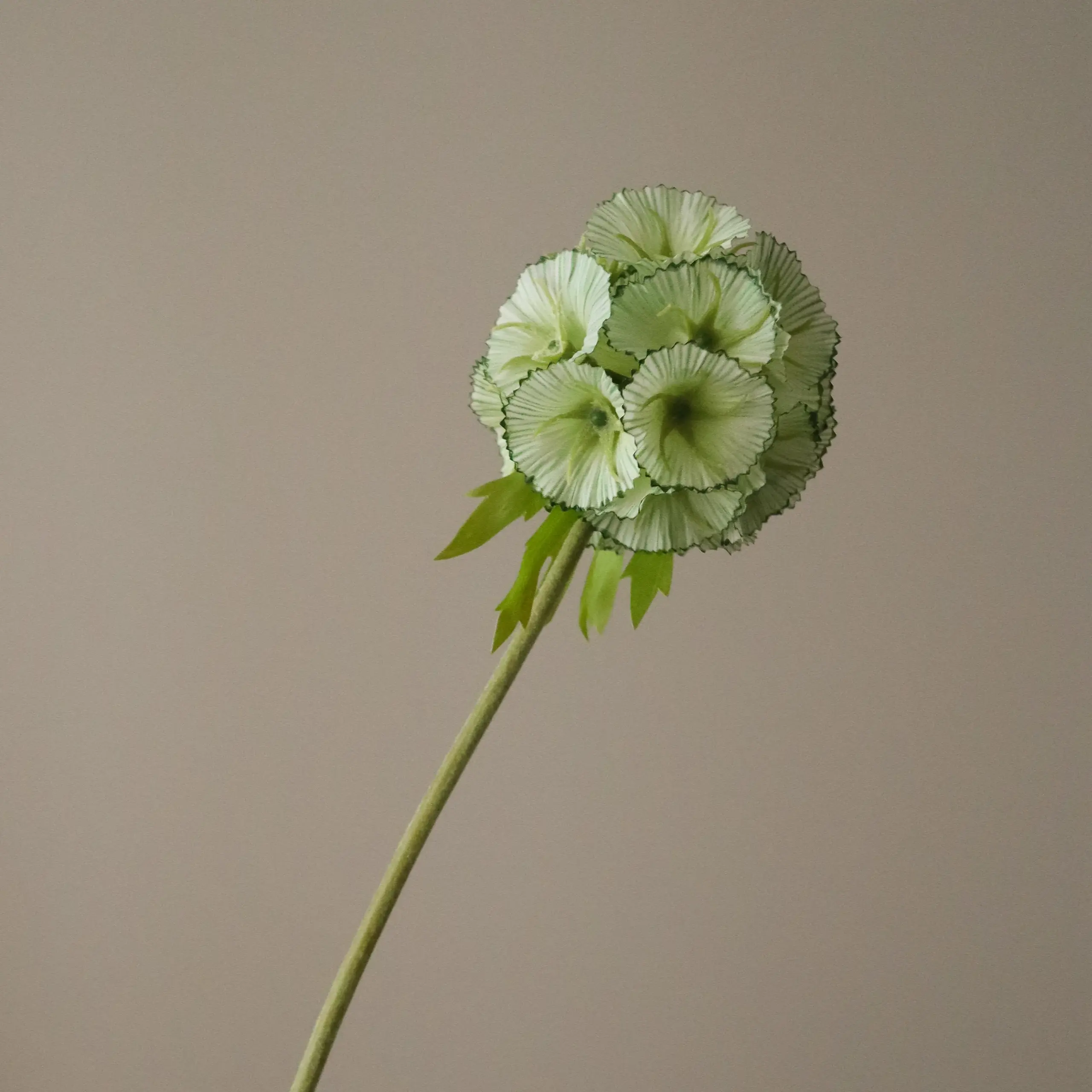 Botané - Artificial flowers - Flower stems - Light Green Scabiosa Seed Pod Flower