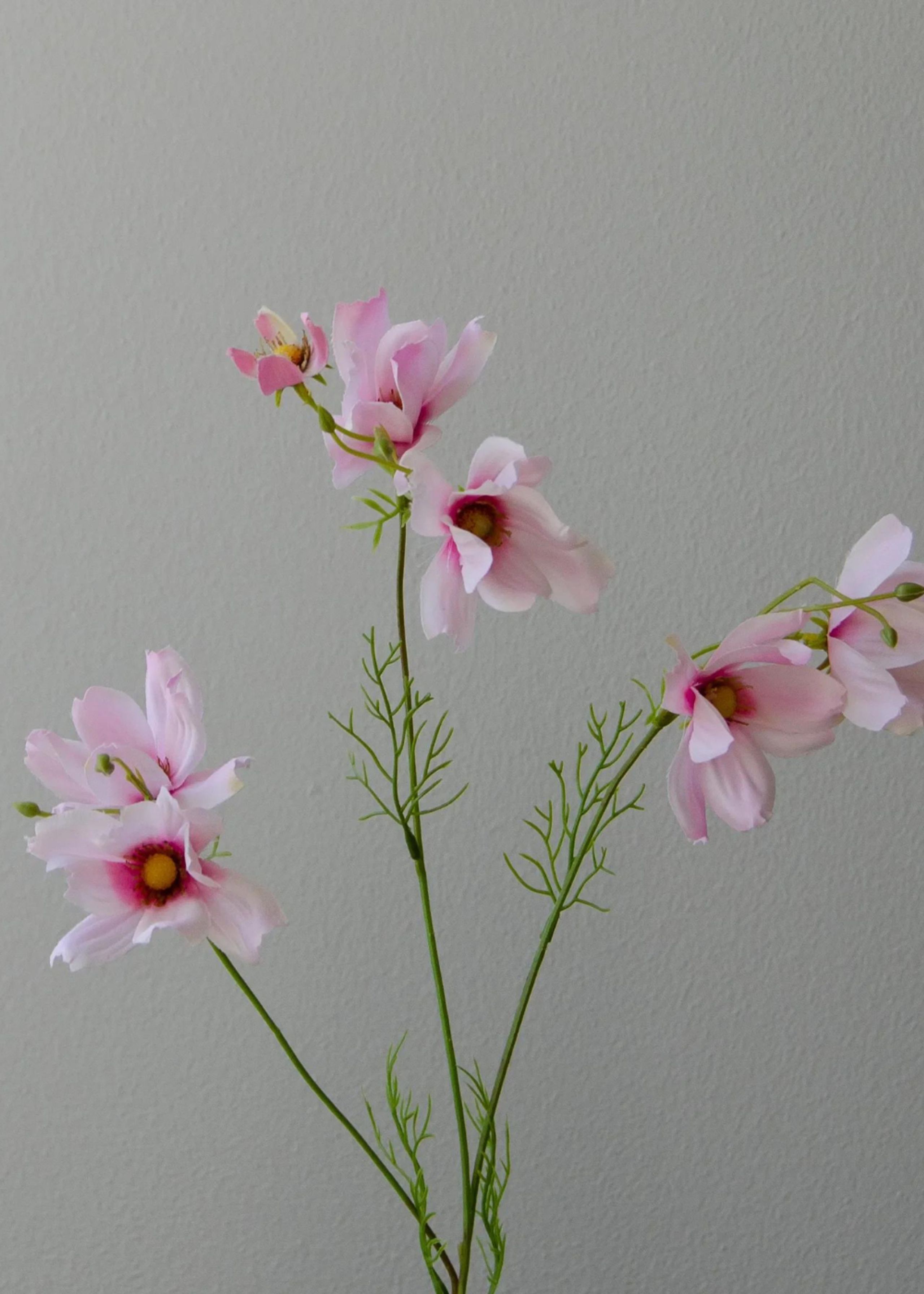 Botané - Artificial flowers - Flower stems - Large Cosmo Daisy pink