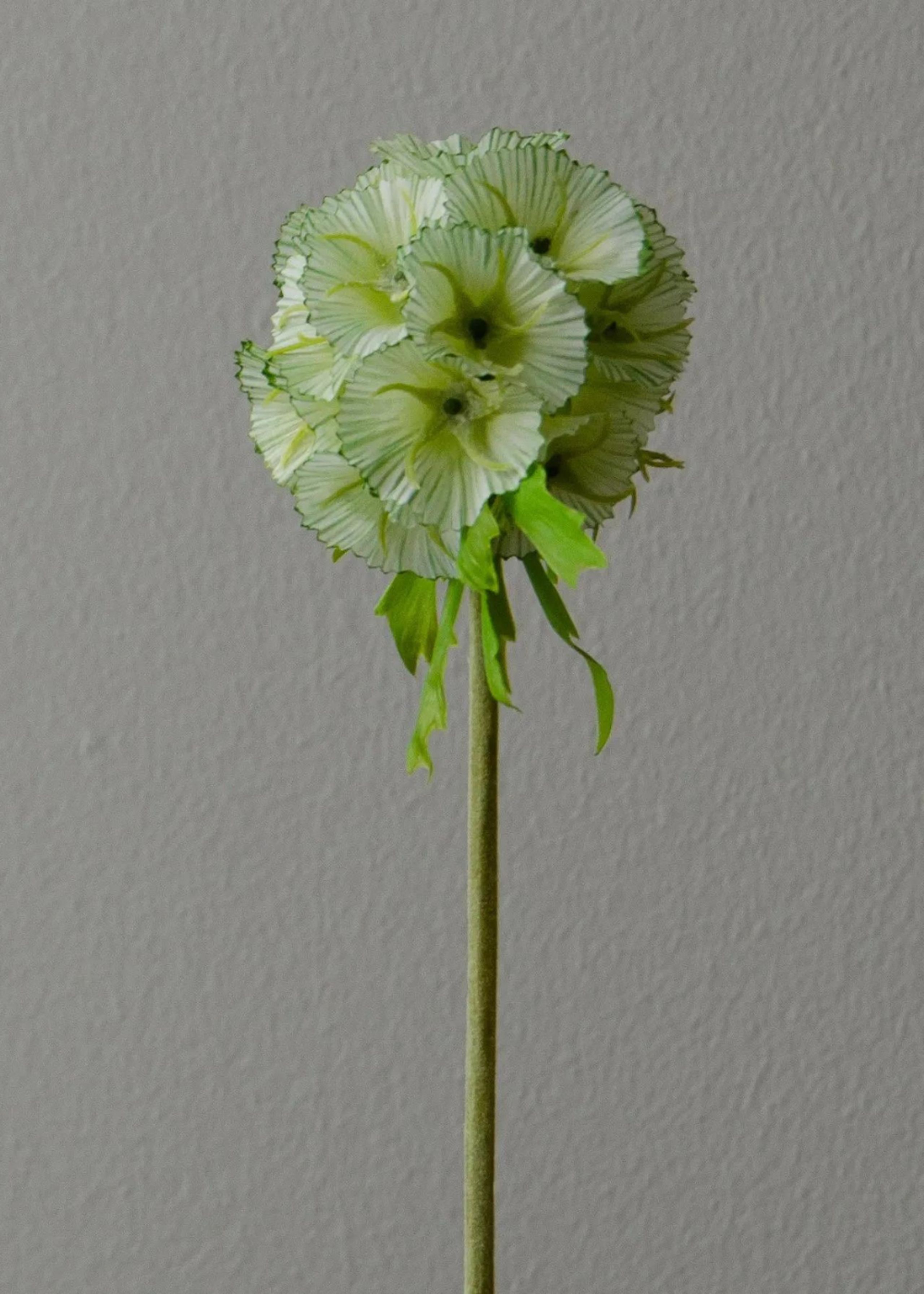 Botané - Artificial flowers - Flower stems - Scabiosa Seed Pod light green