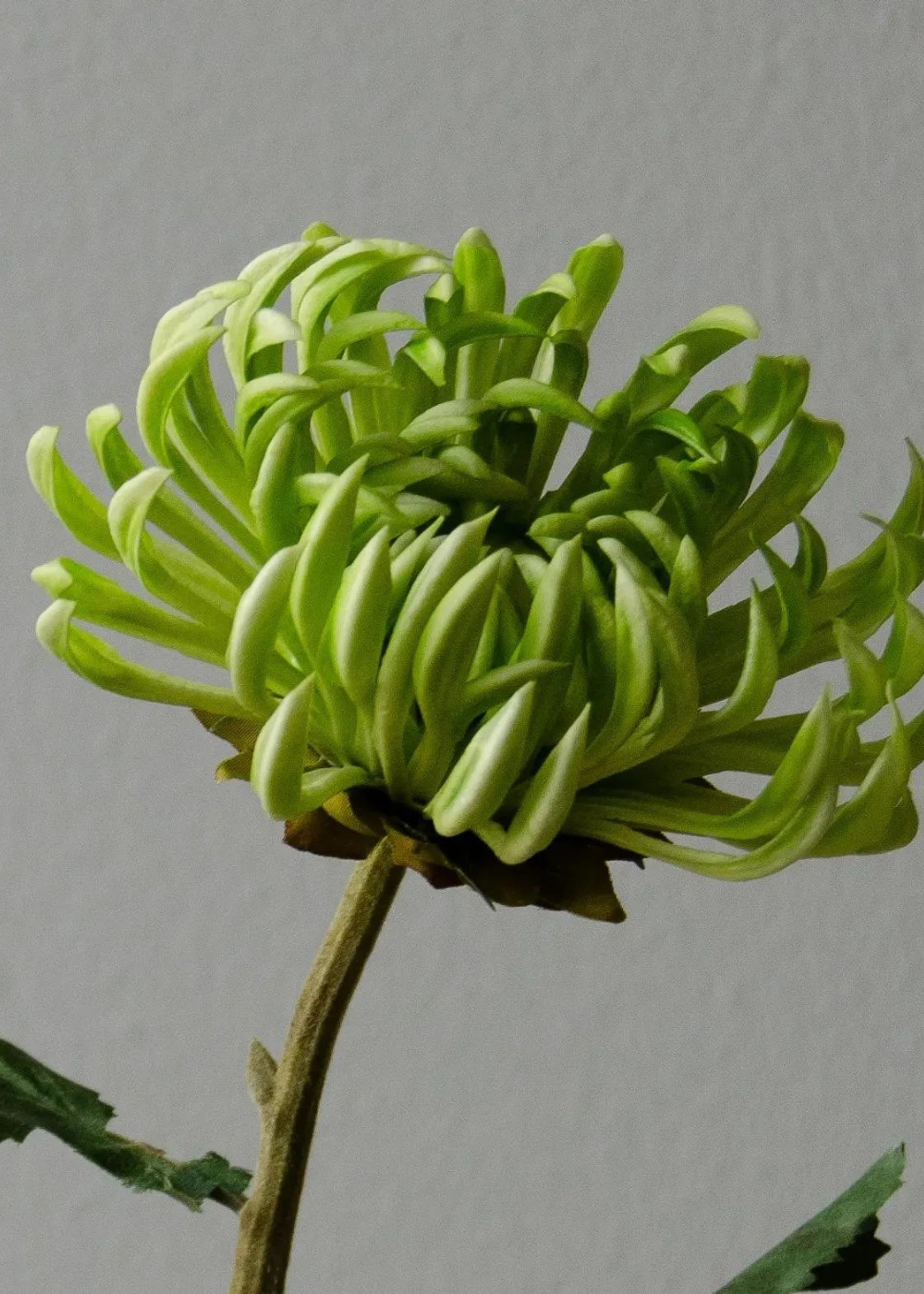 Botané - Artificial flowers - Flower stems - Semi-Cactus Dahlia green