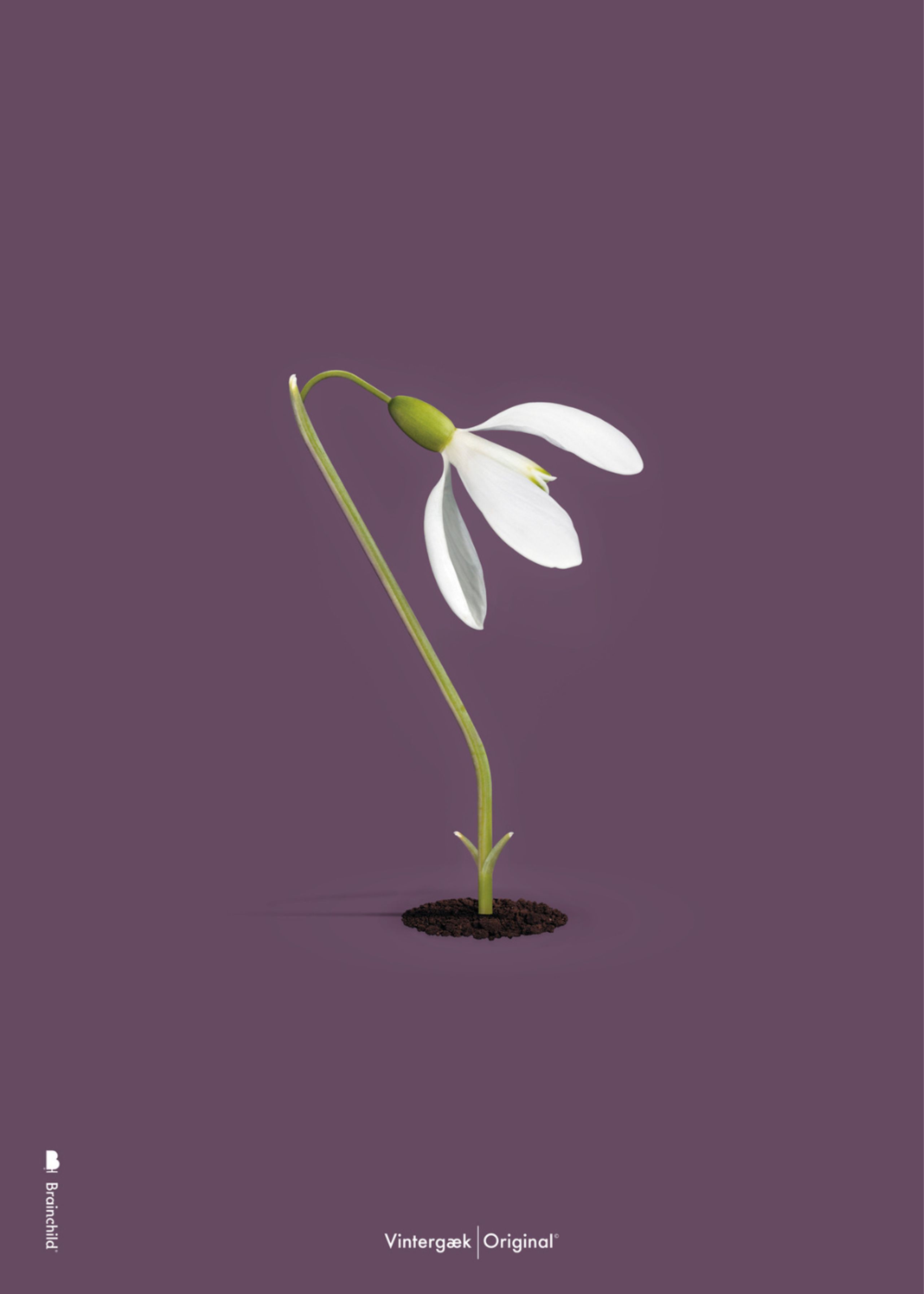Brainchild - Poster - Classic Snowdrop Poster - Purple - No Frame