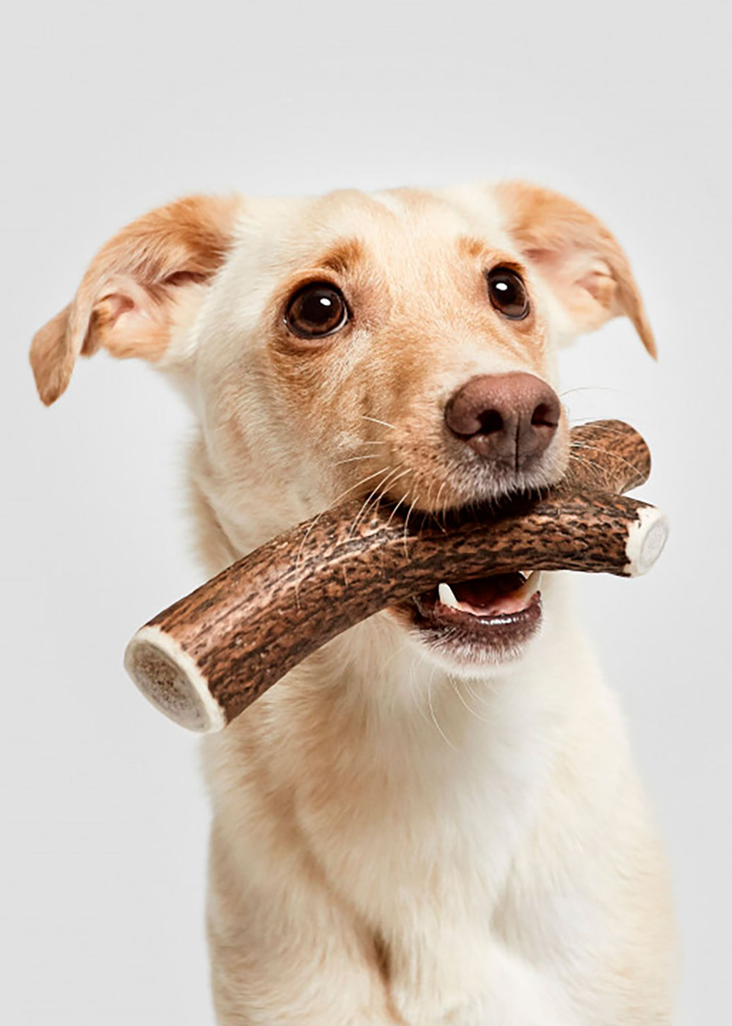 Cloud7 - Deer antlers - Natural Chewing Rod - Natural Chewing Rod