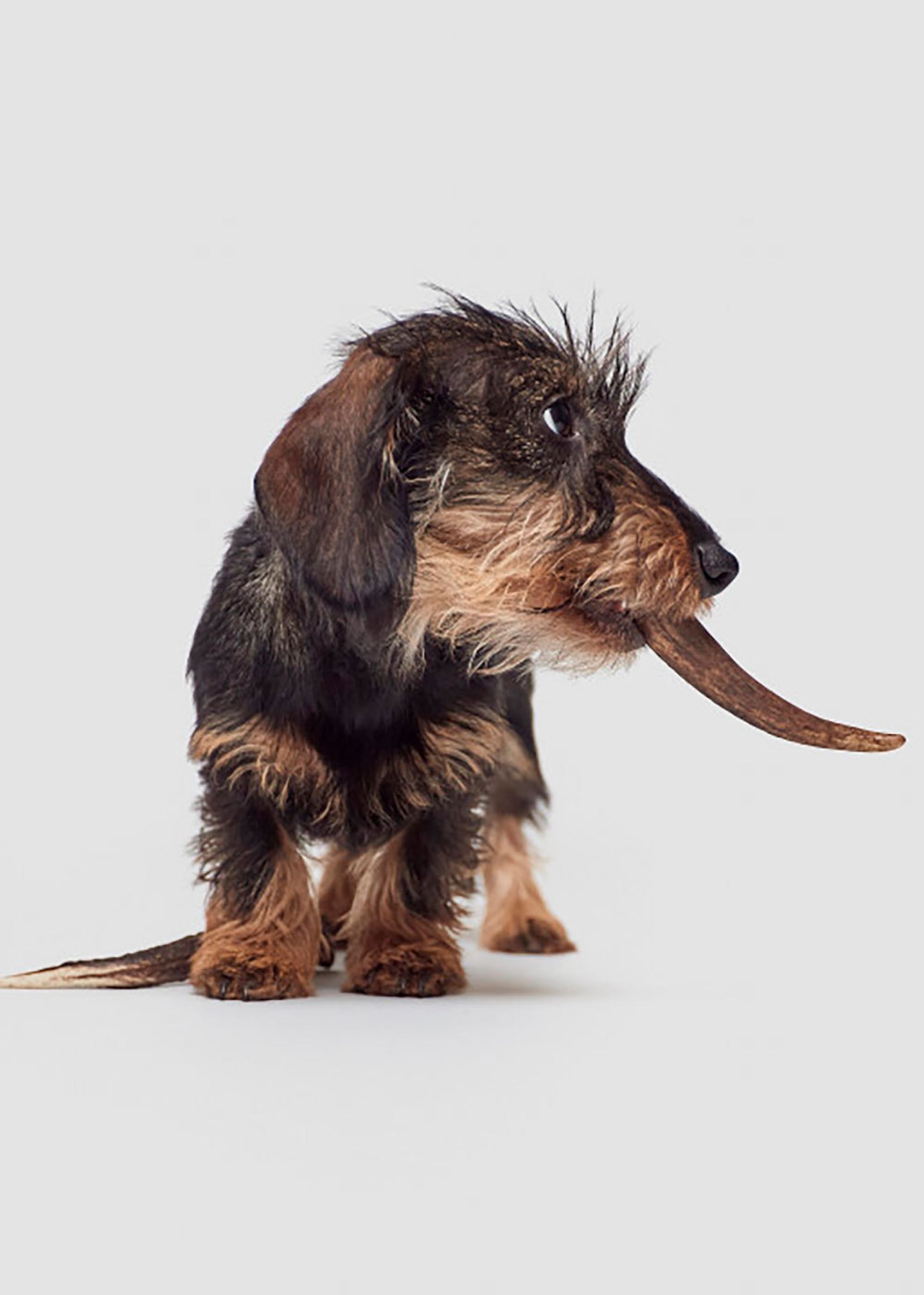 Cloud7 - Deer antlers - Natural Chewing Rod - Natural Chewing Rod