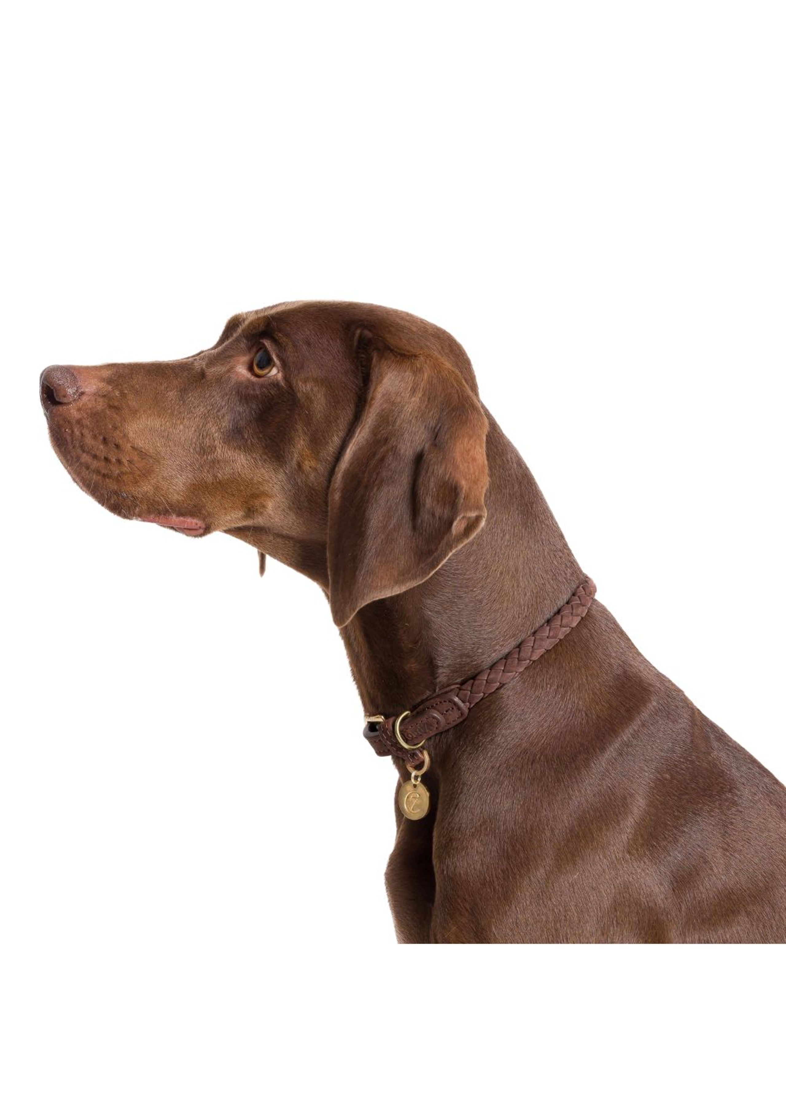 Cloud7 - Obroże dla psów - Dog Collar Ravello - Hazel