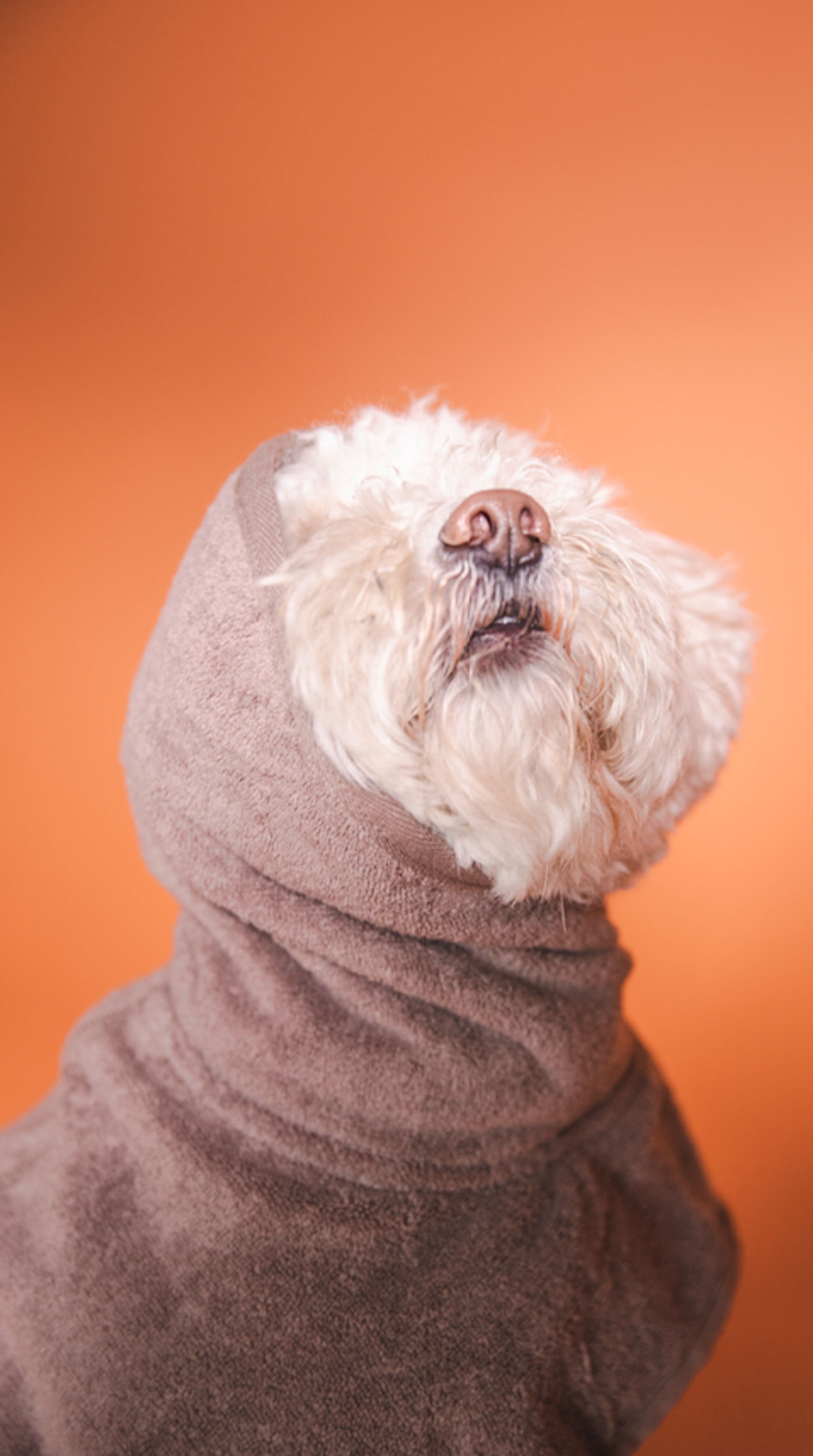 Cloud7 - Hundebekleidung - Dog Bathrobe Föhr - Stone - Stone