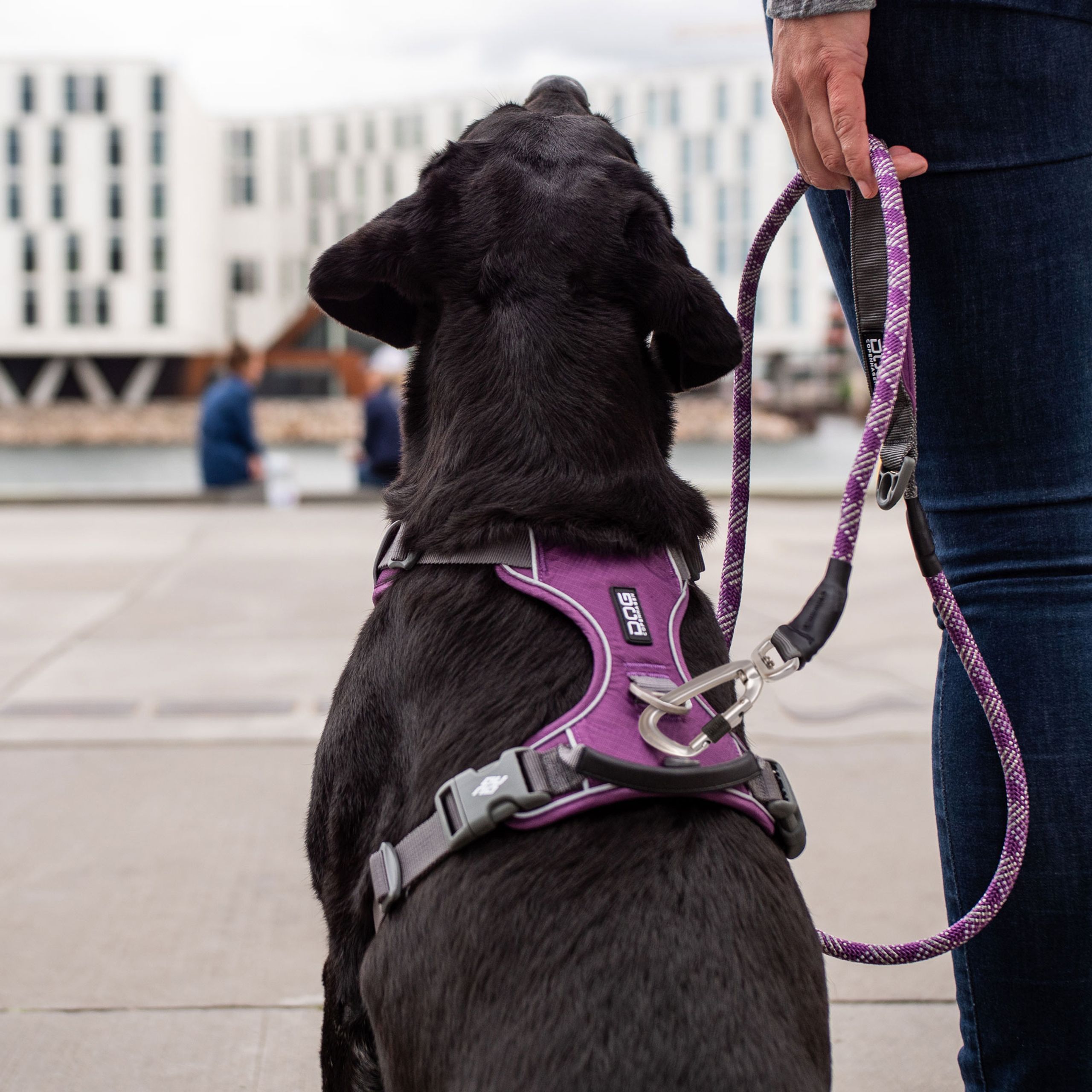 Dog Copenhagen - - Comfort Walk Pro Sele - Purple Passion