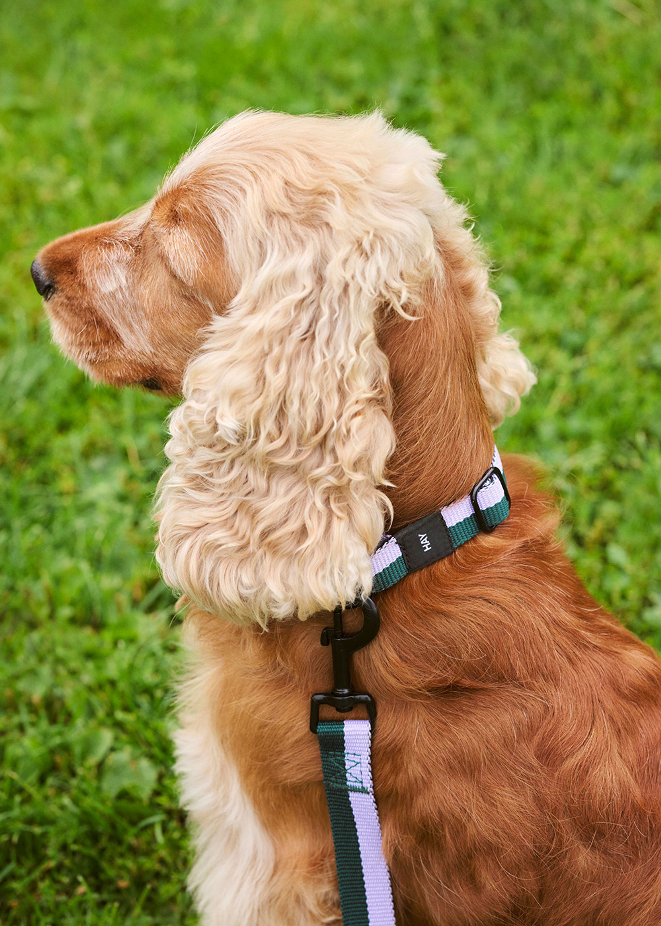 HAY - Dog collars - Hay Dogs Collar Flat - Lavender, green