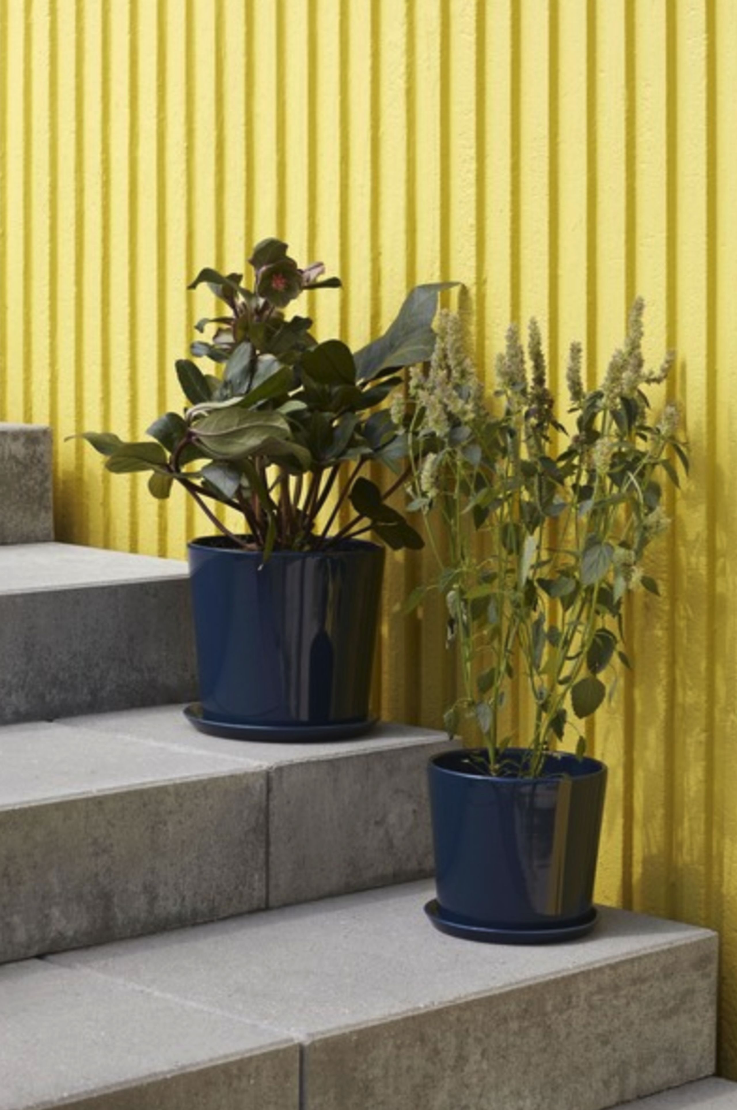 HAY - Blumentopf - Botanical Family - Dark Blue XL