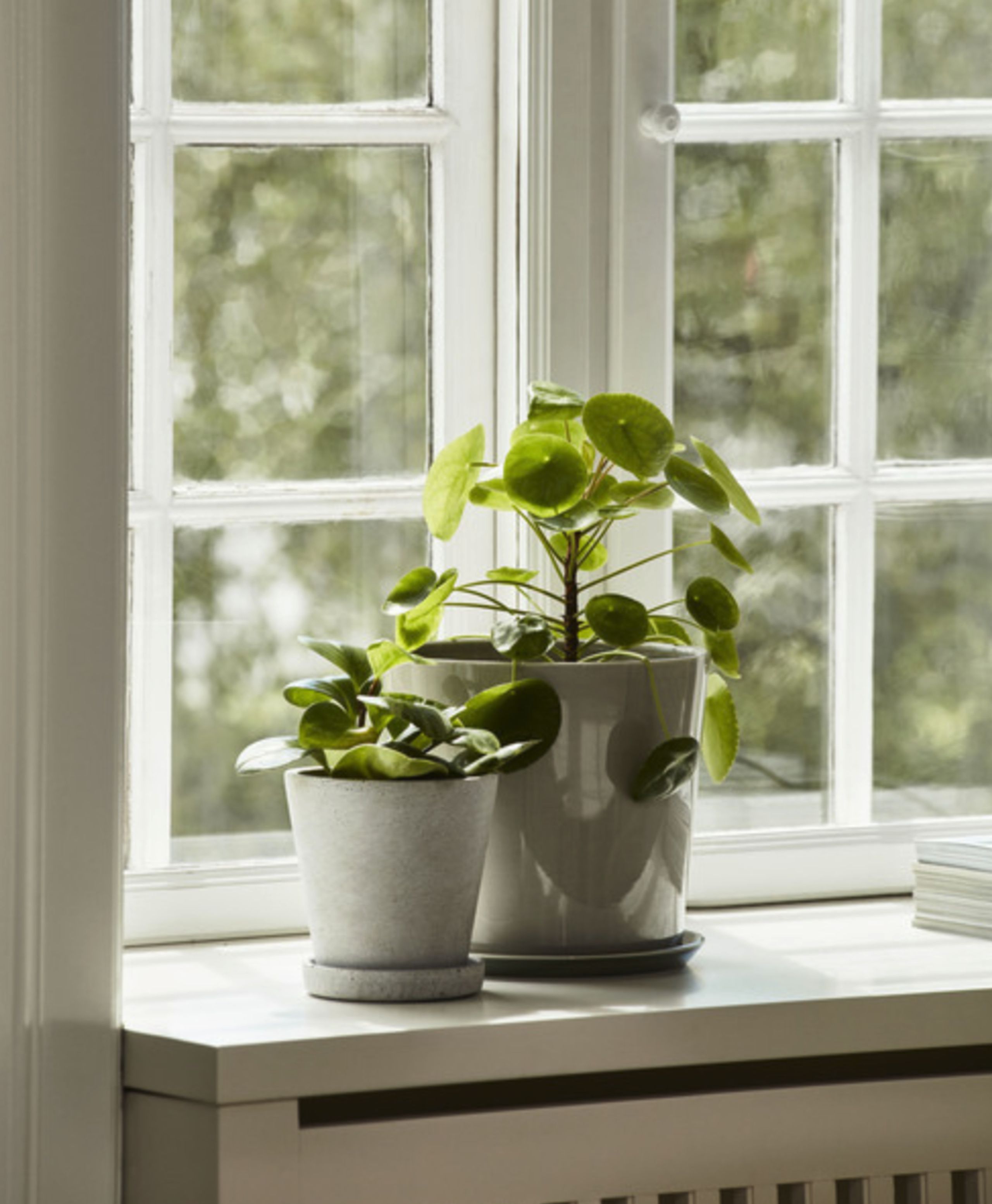 HAY - Pot de fleurs - Botanical Family - Light Grey XL