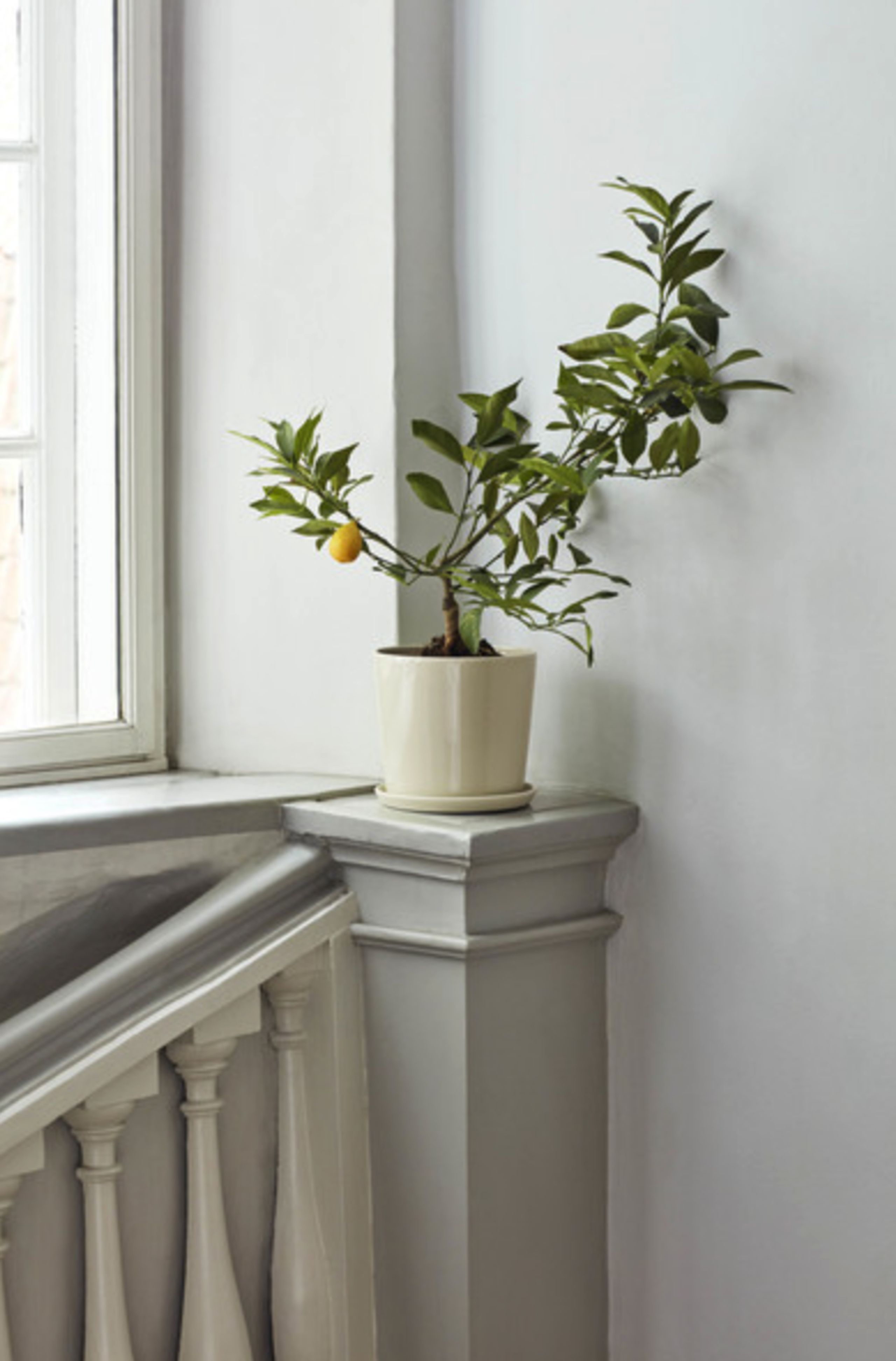 HAY - Blumentopf - Botanical Family - Off White L