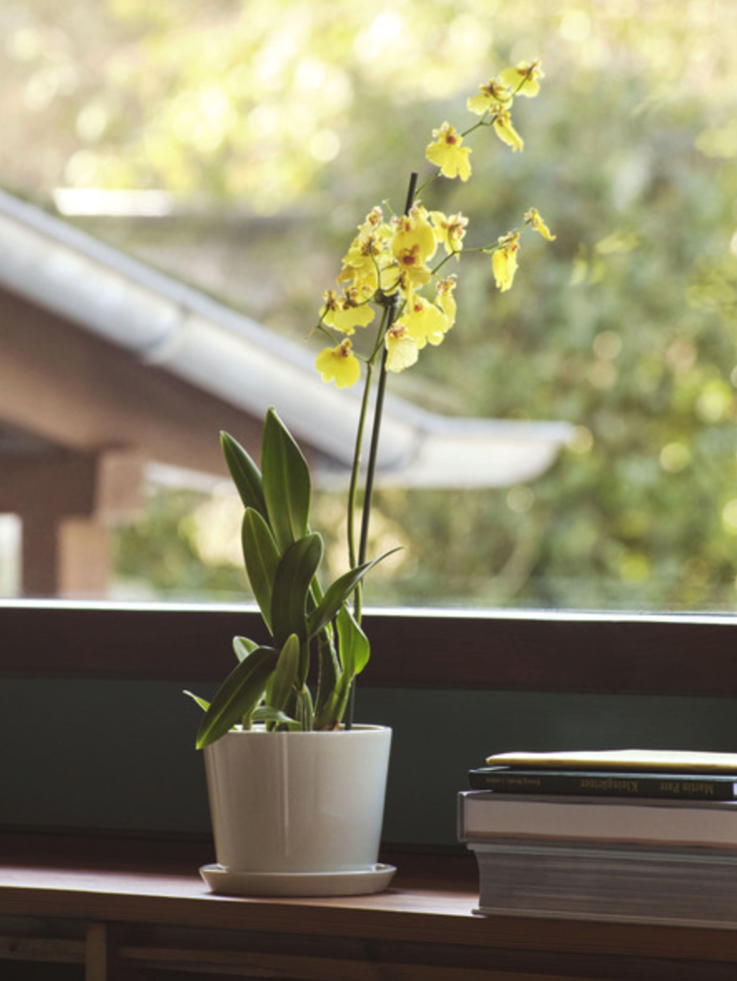 HAY - Flowerpot - Botanical Family - Off White