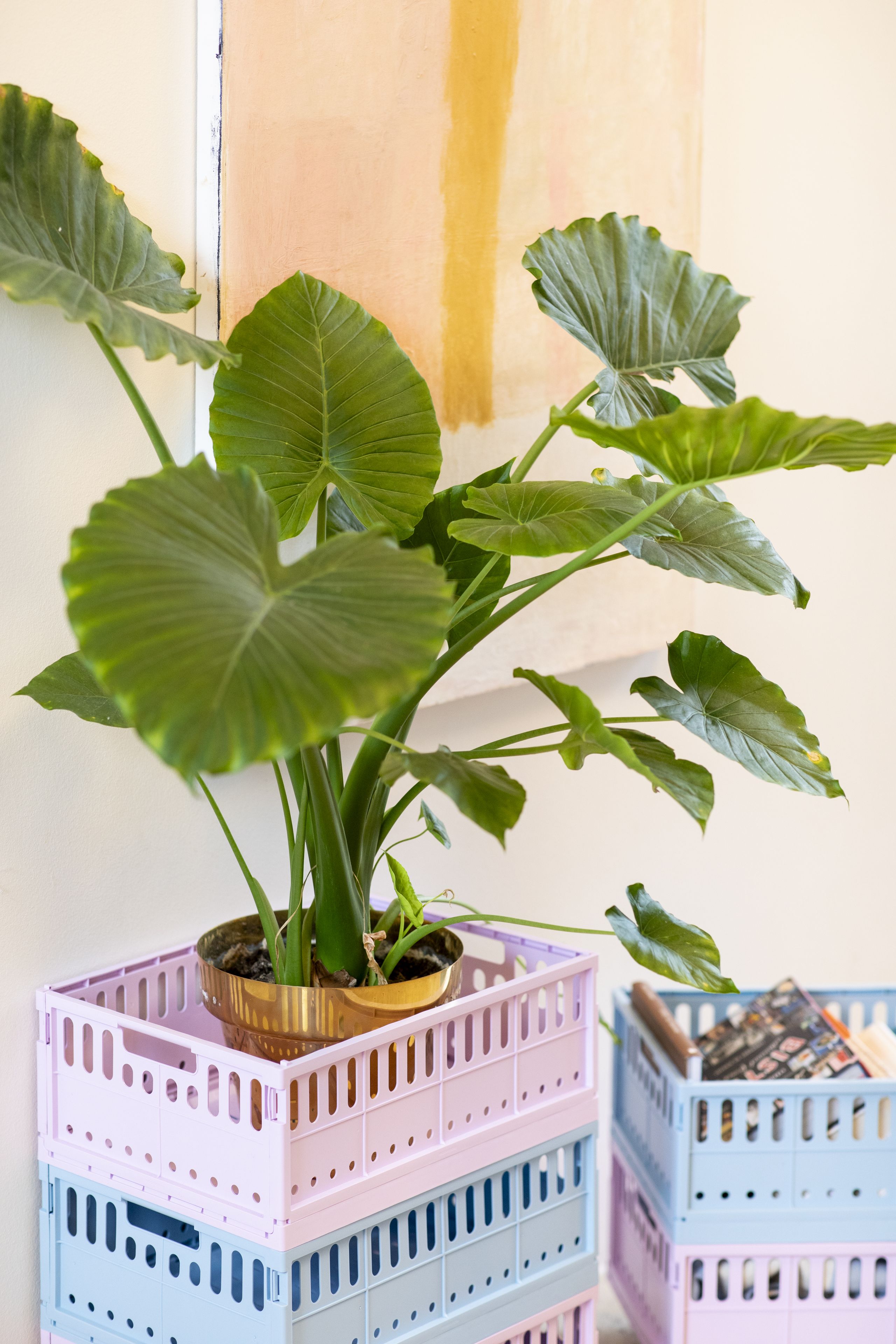 Made Crate - Skrzynki - Made Crate Maxi - fudge