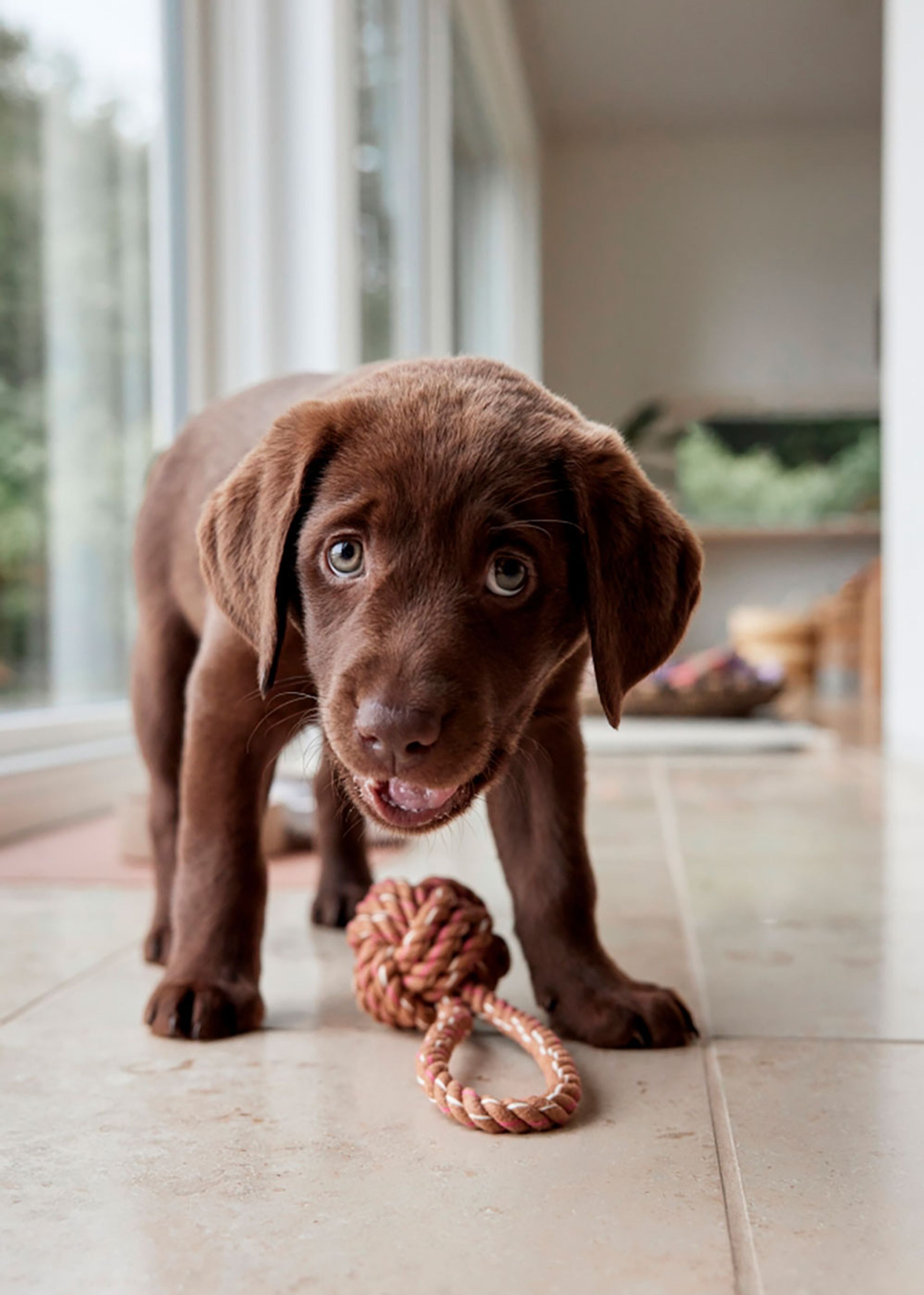 OYOY - Dog toys - Otto Rope Dog Toy - 307 Caramel