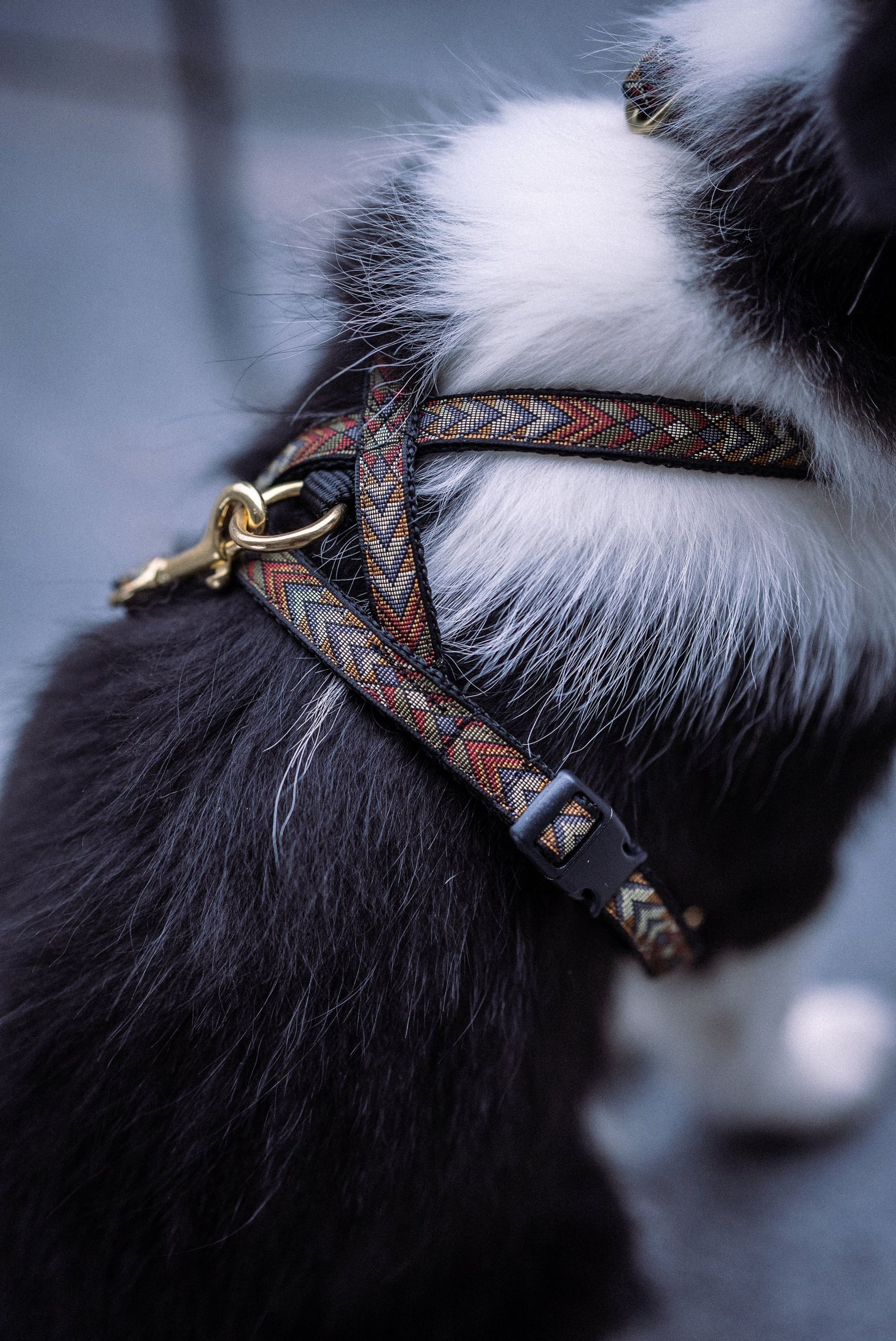 Pomskyshop - Hundehalsbånd - Woody V3 - Sele - Guld