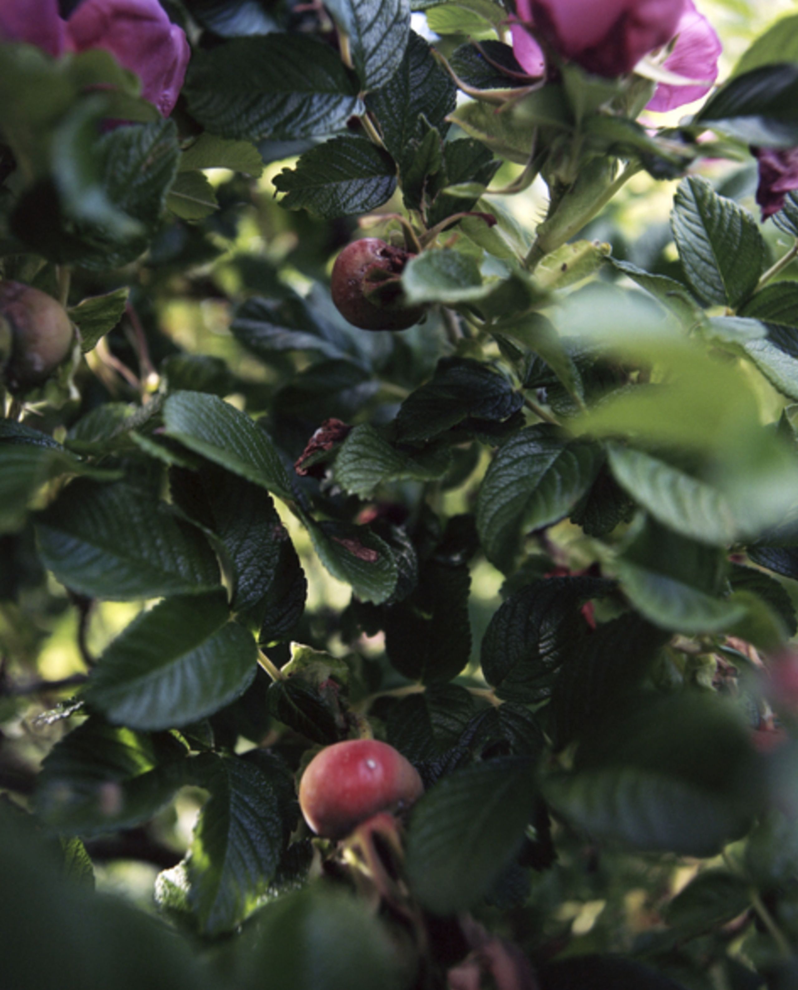 Rudolph Care - Crème pour les yeux - Firming Eye Mask - Neutral