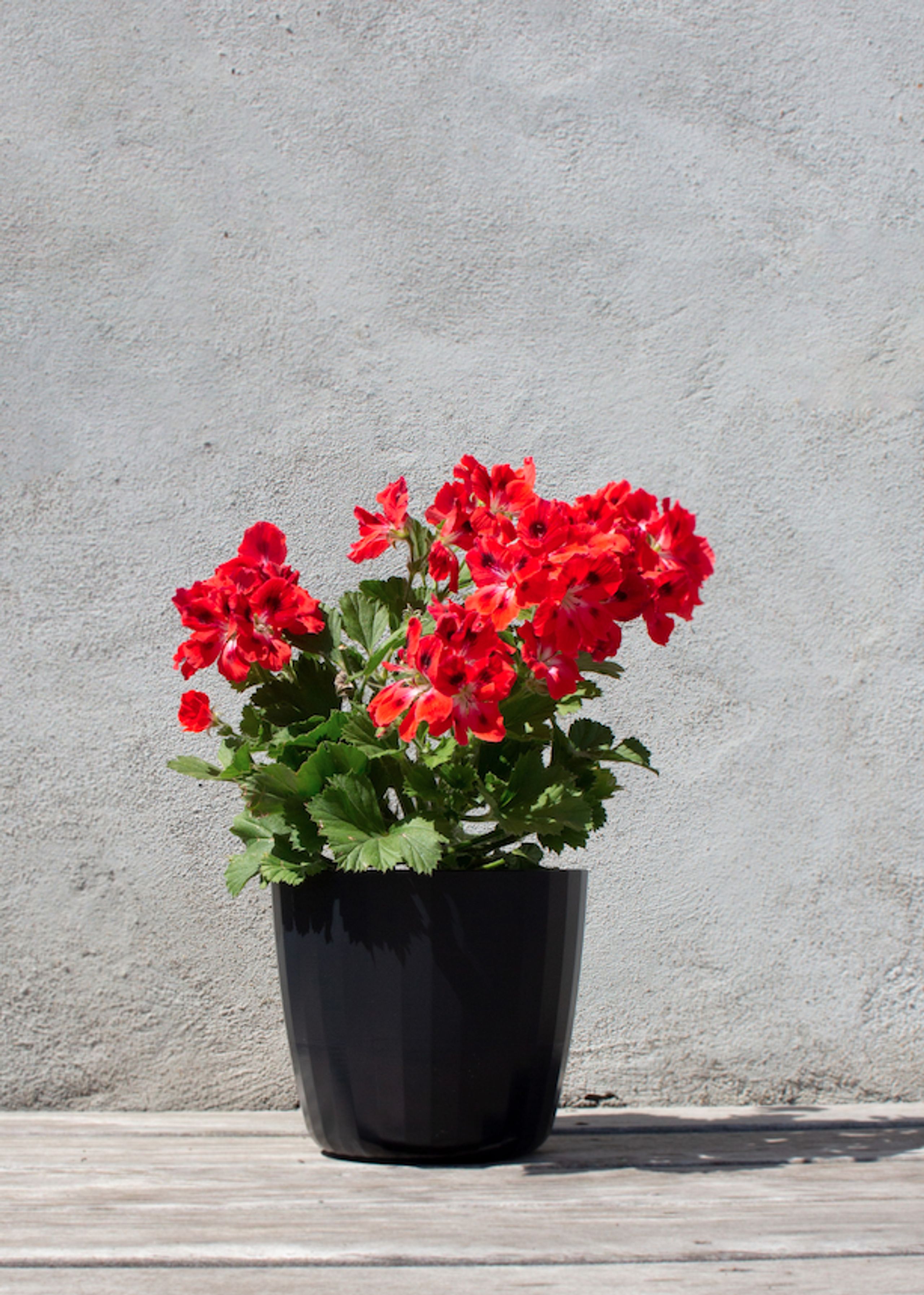 SMALLrevolution - Tarro - Berta Flowerpot - Panther