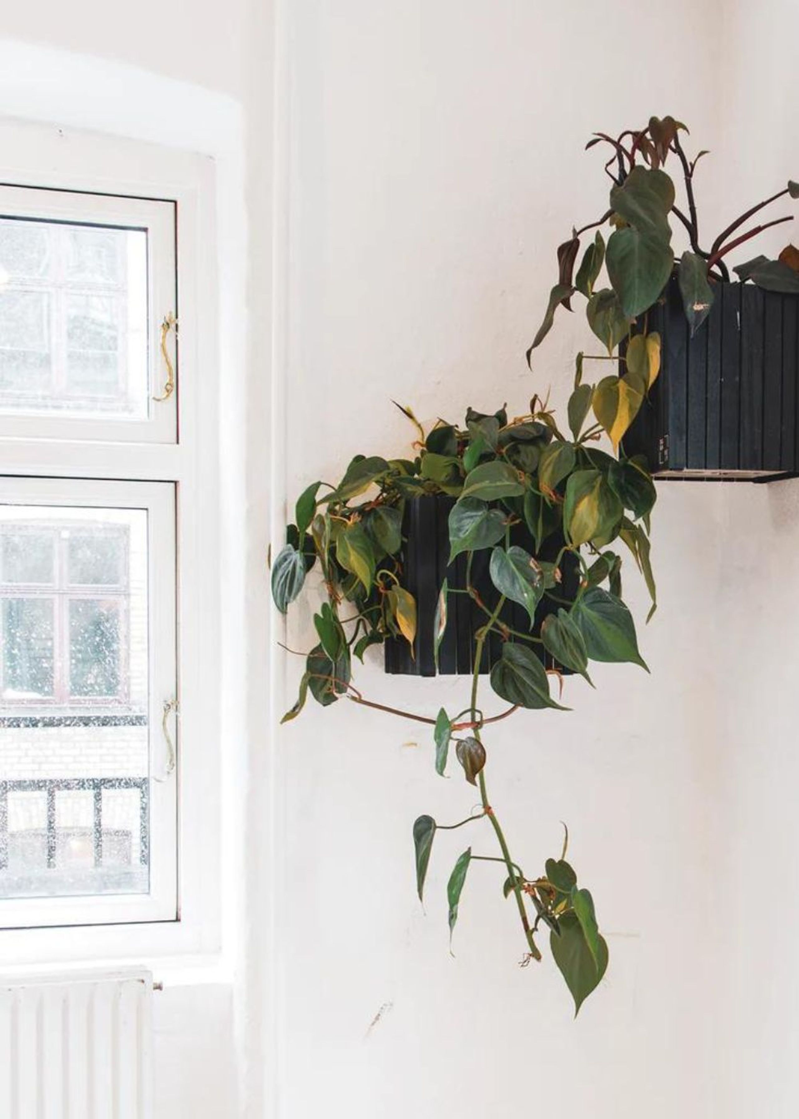 SQUARELY CPH - Plantekasse - GrowON Wall - Black Ash