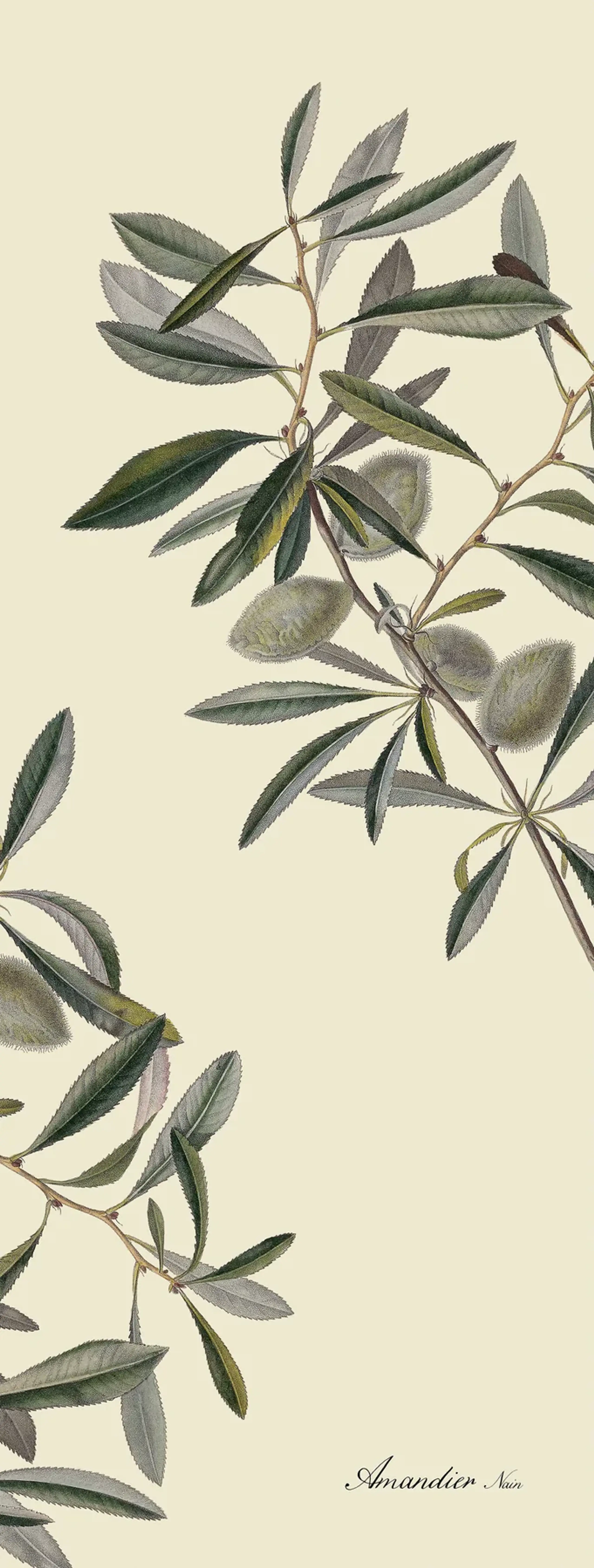 The Dybdahl Co - Poster - Almonds slim - Almonds slim