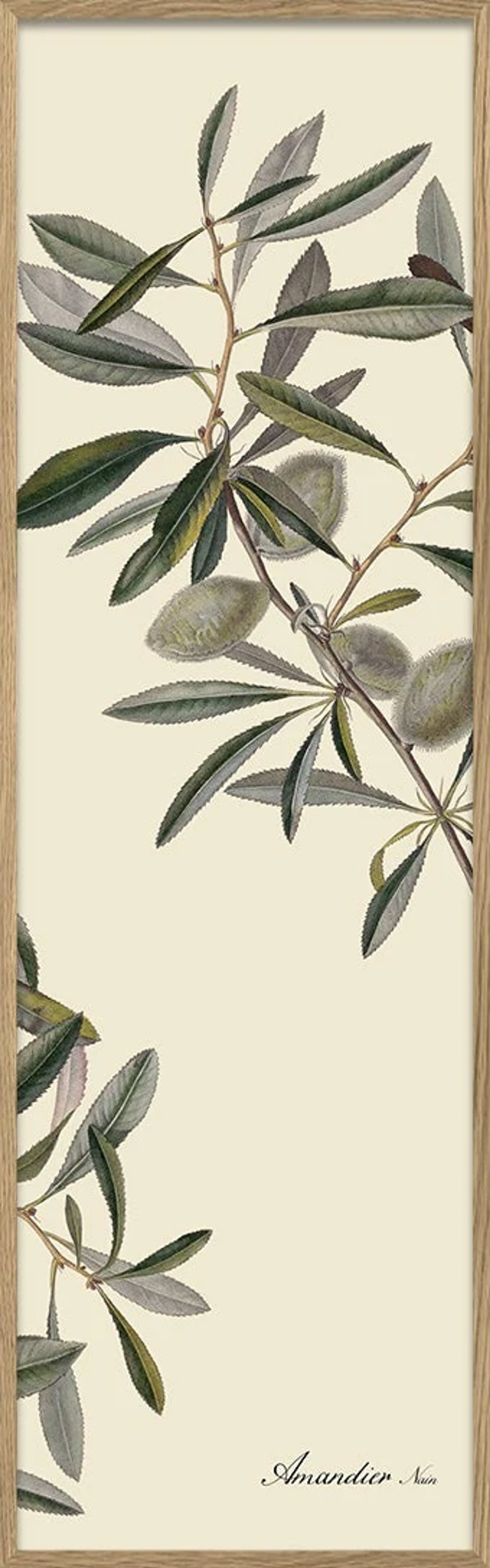 The Dybdahl Co - Poster - Almonds slim - Almonds slim