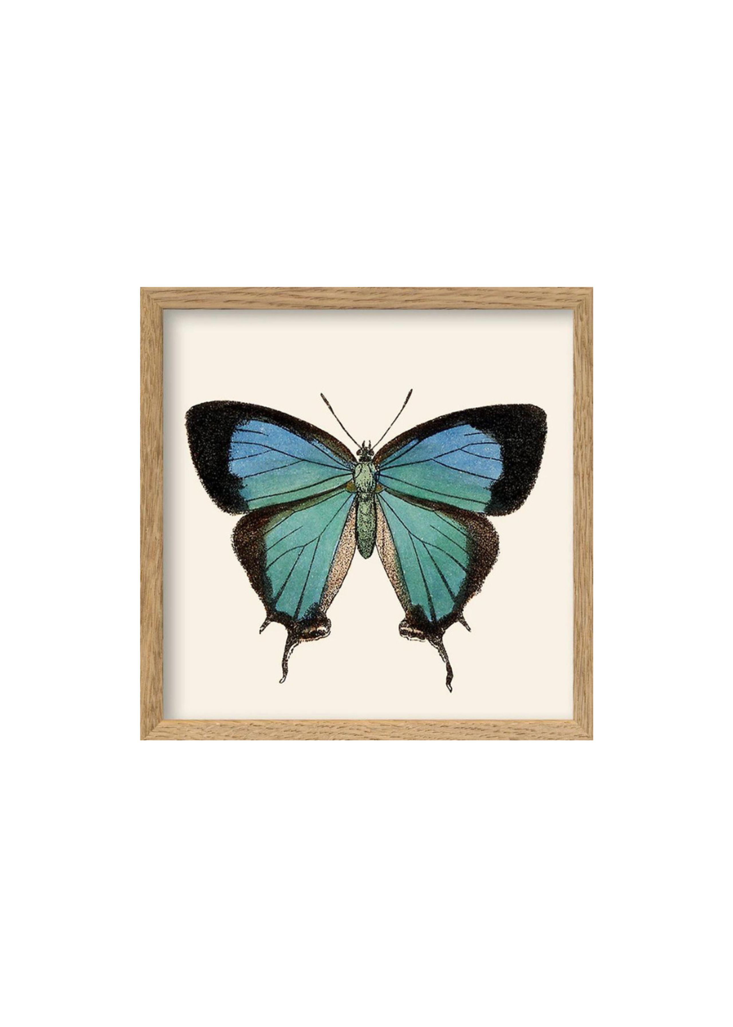 The Dybdahl Co - Poster - Blue Butterfly Poster - Light Blue Butterfly / Oak