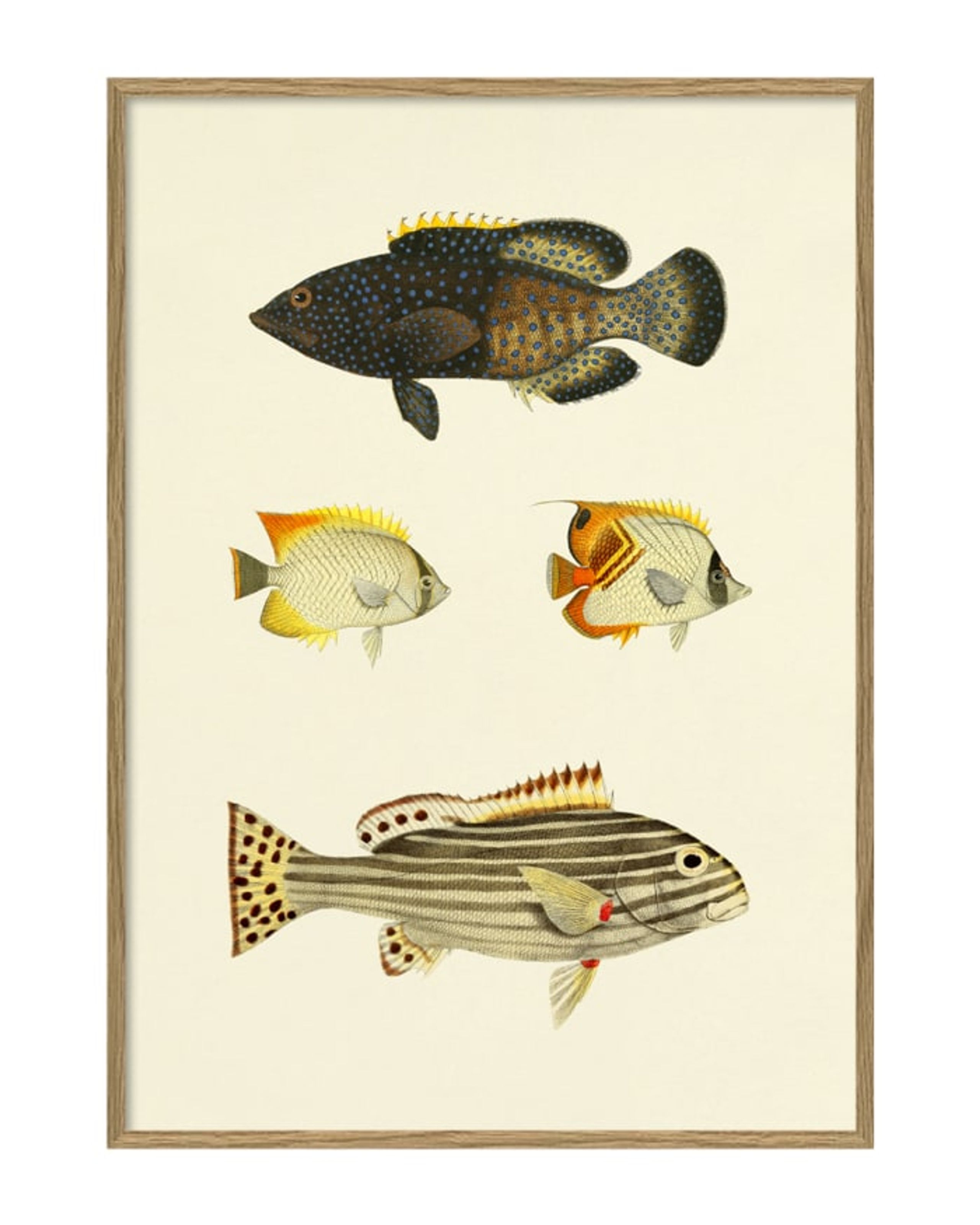 The Dybdahl Co - Poster - Fishes #3914P - Fishes #3914P