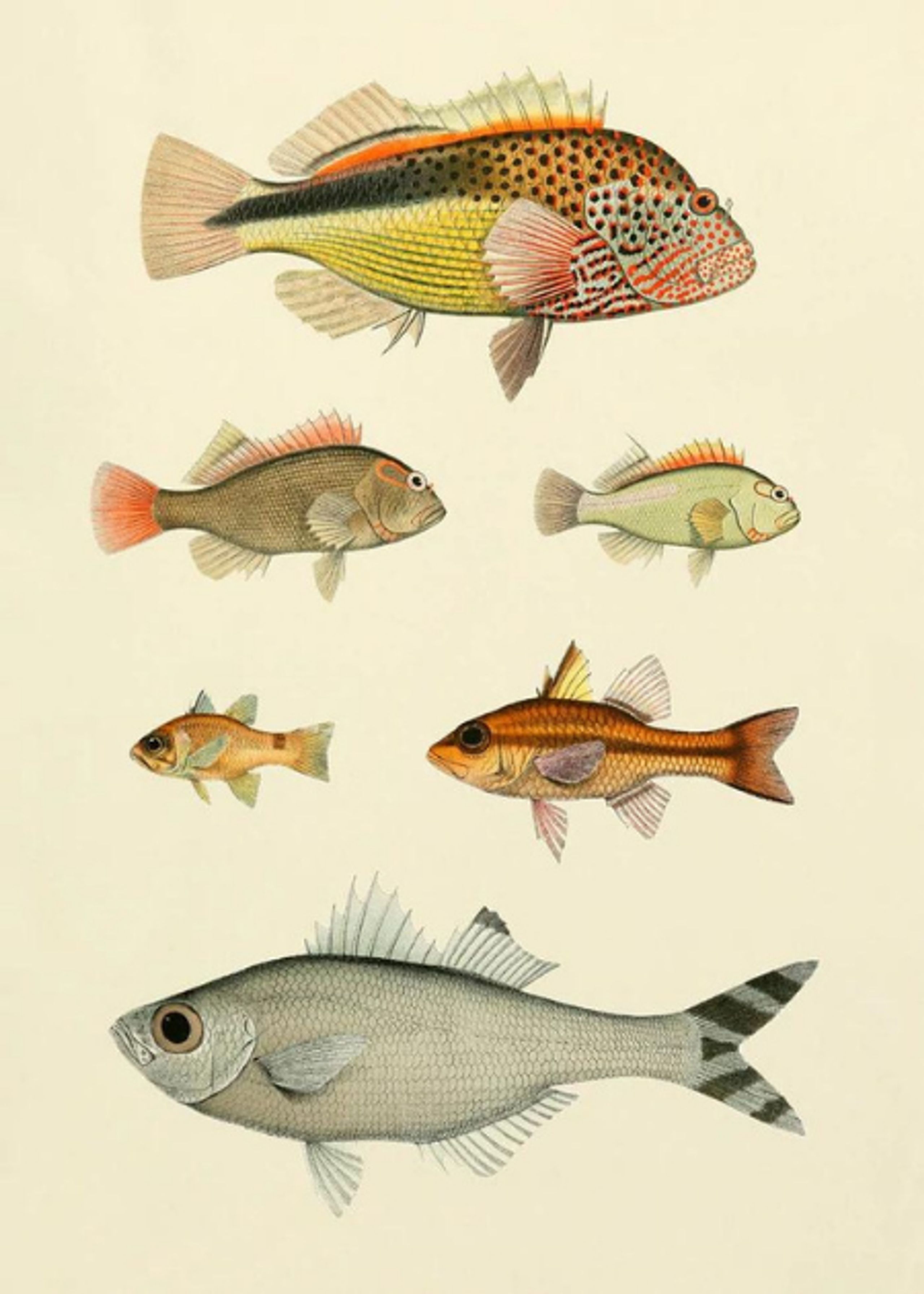 The Dybdahl Co - Poster - Fishes - Fishes