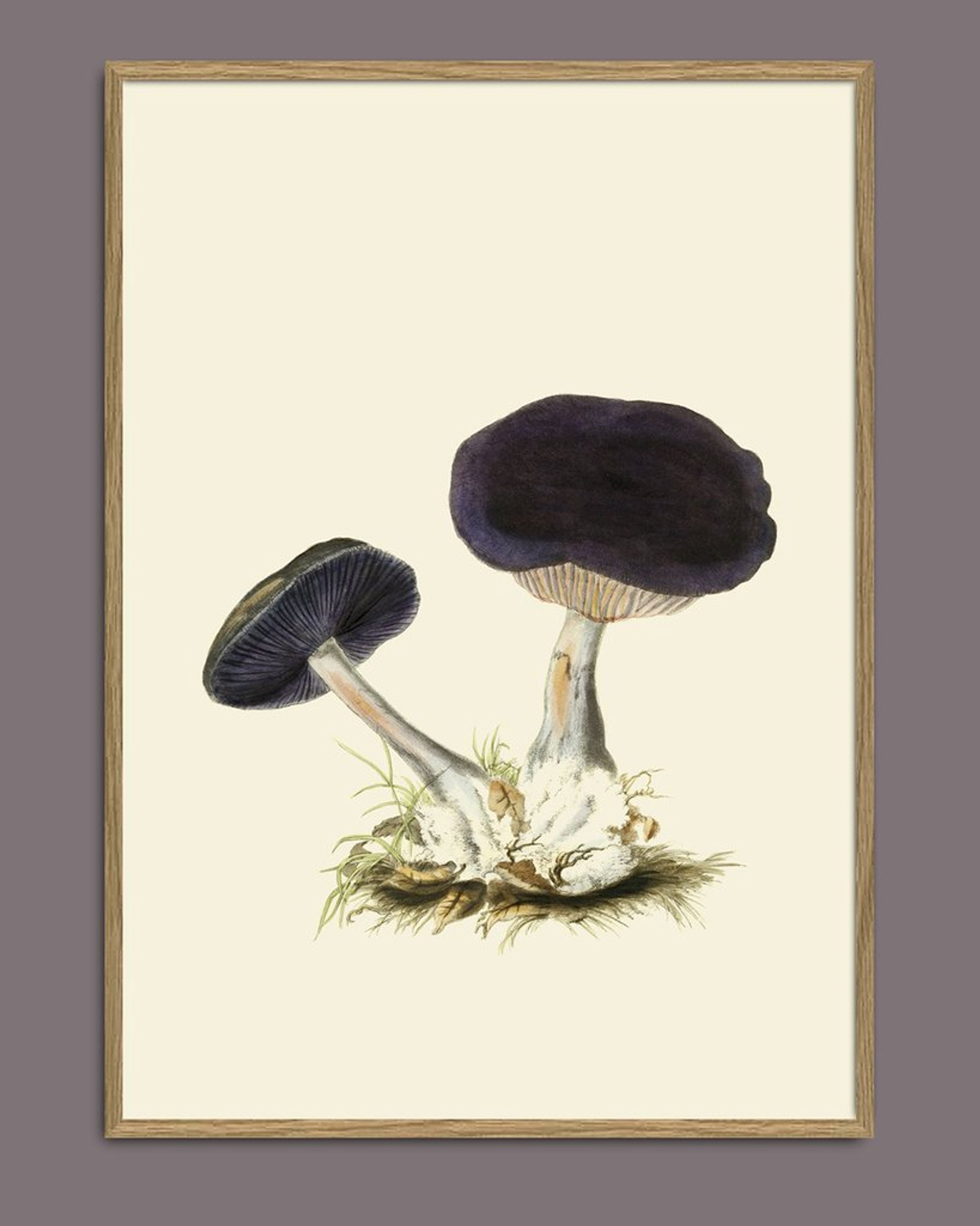 The Dybdahl Co - Poster - Fungi #2102 - Fungi