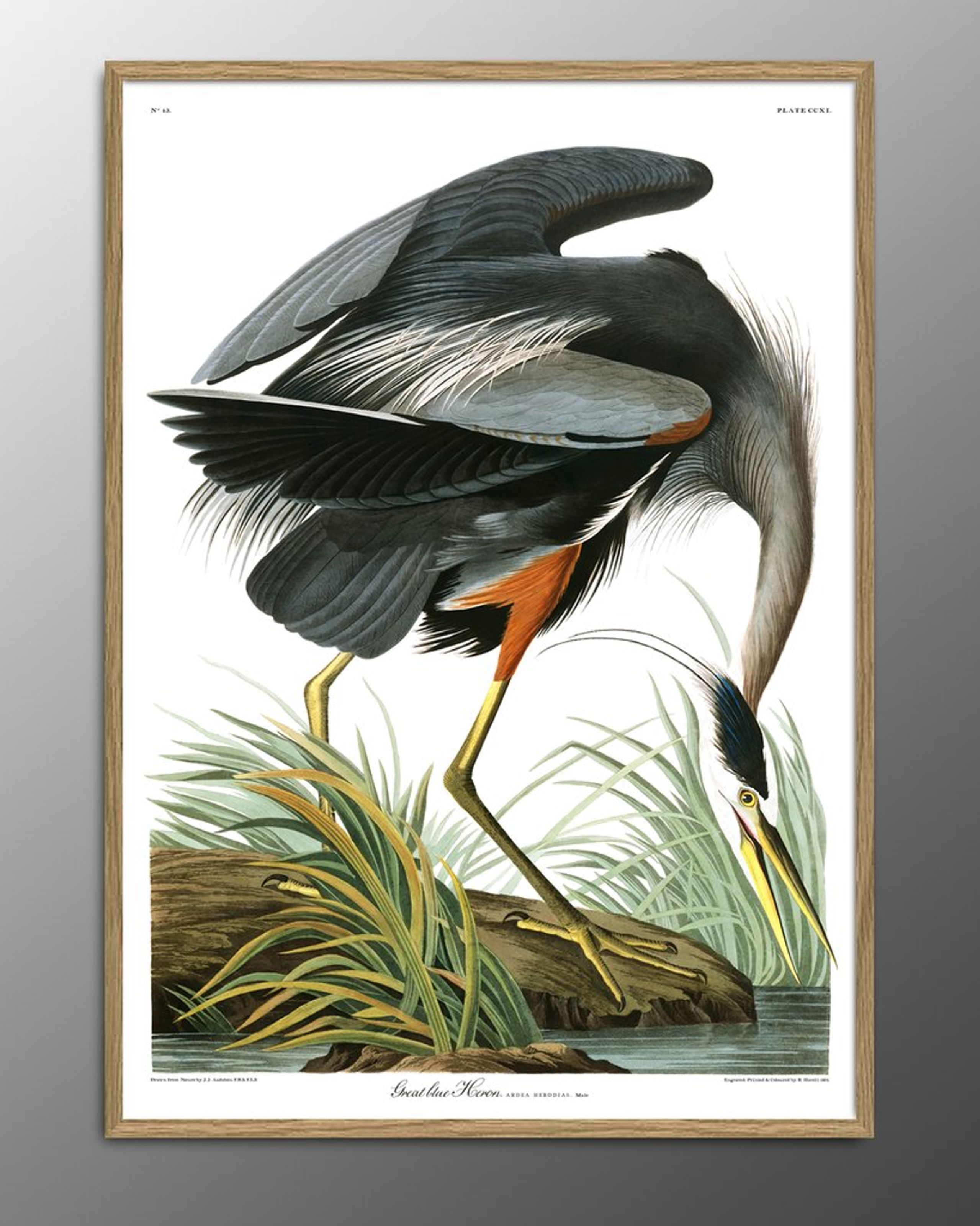 The Dybdahl Co - Poster - Great Blue Heron. Print #6501 - Blue Heron