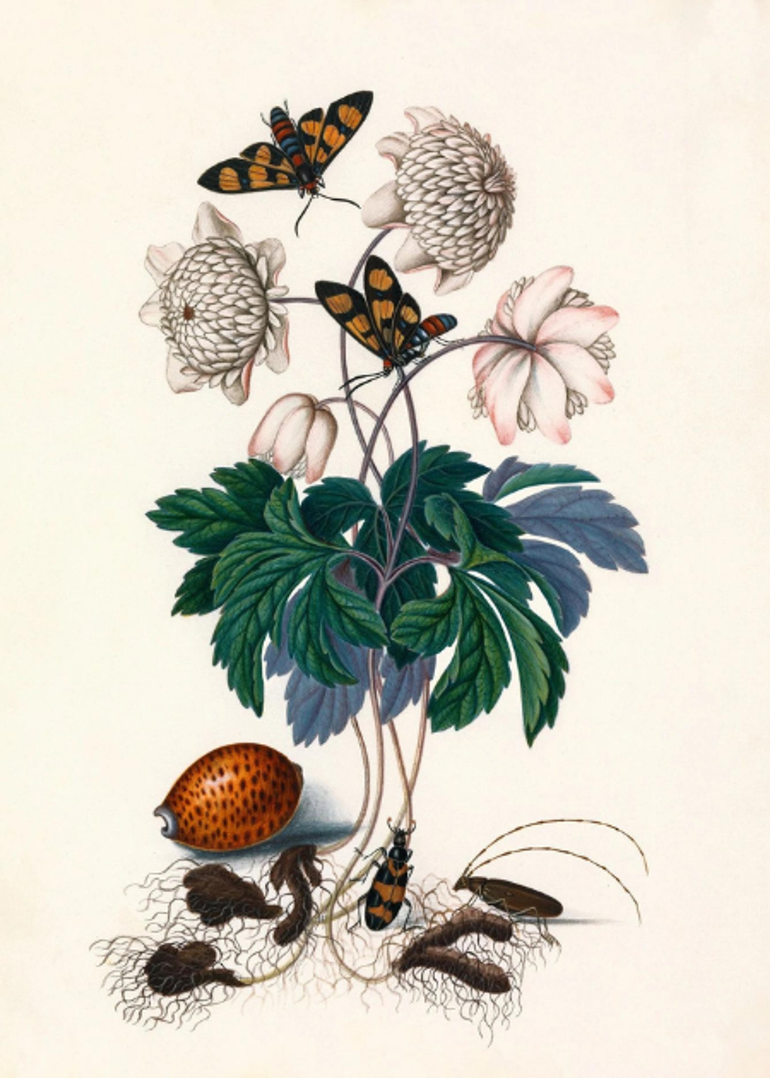 The Dybdahl Co - Plakat - GREENS & TWO BUTTERFLIES - GREENS & TWO BUTTERFLIES