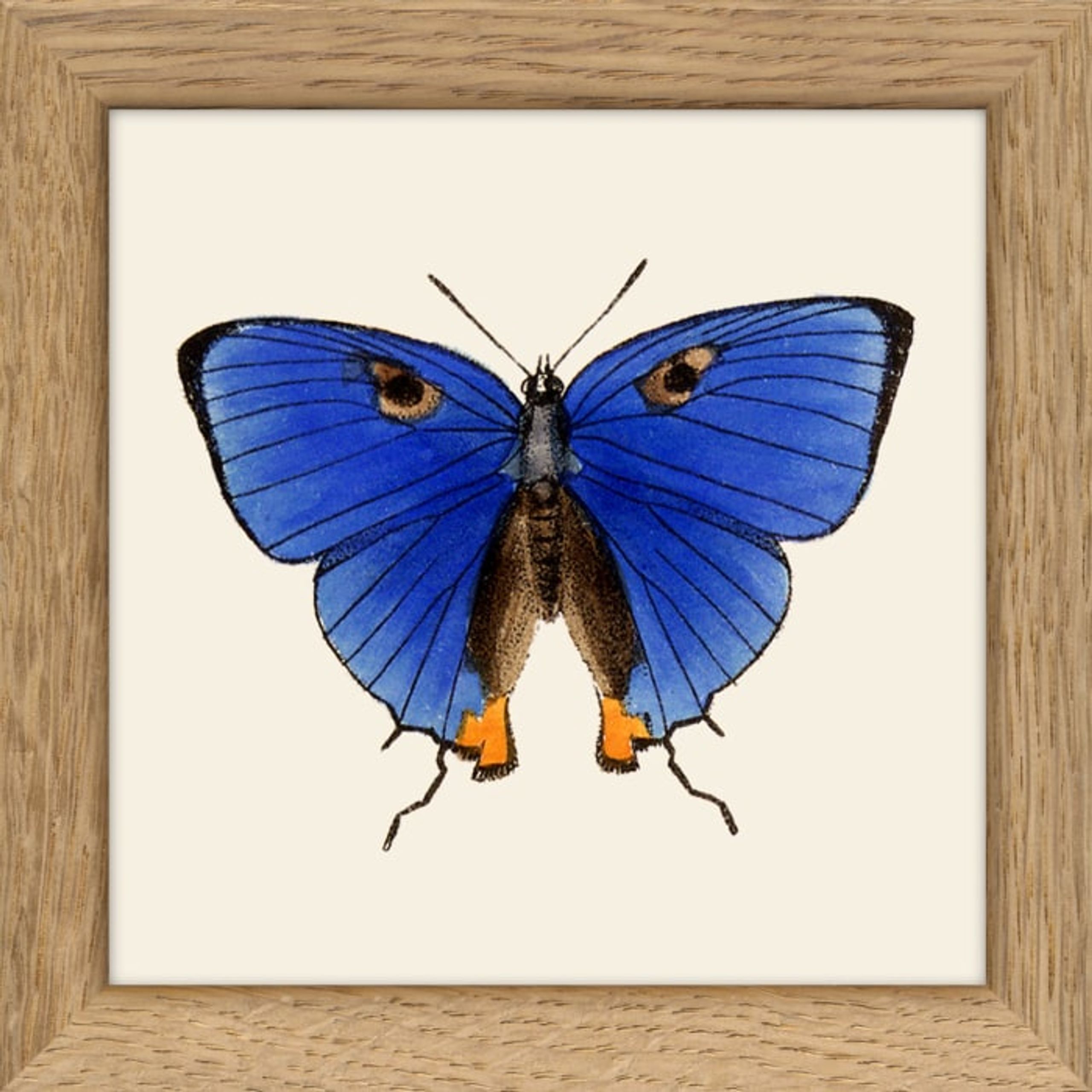 The Dybdahl Co - Poster - Insects. Print #MS011 - Insects. Print #MS011