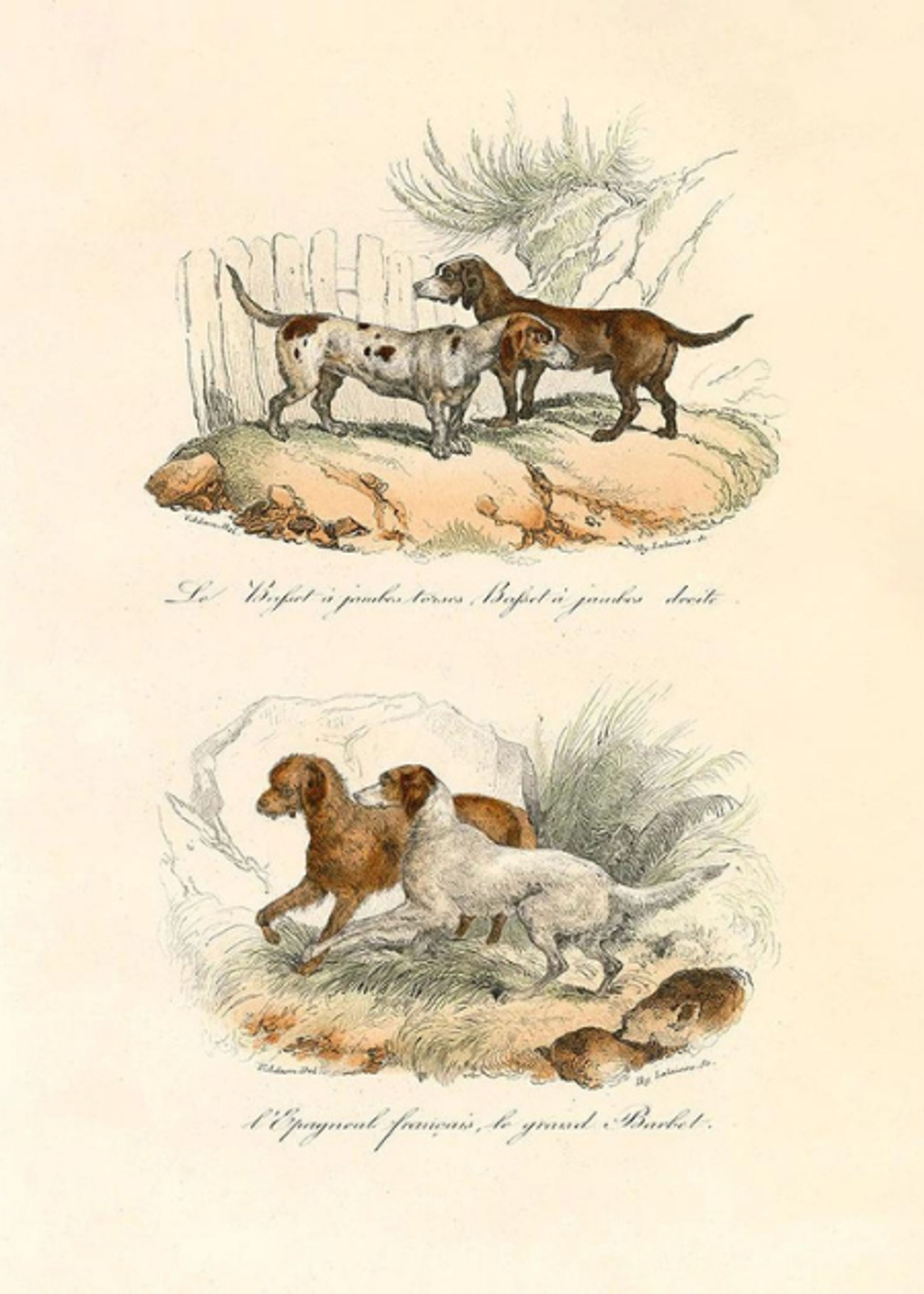 The Dybdahl Co - Poster - LE DOGUE - LE DOGUE