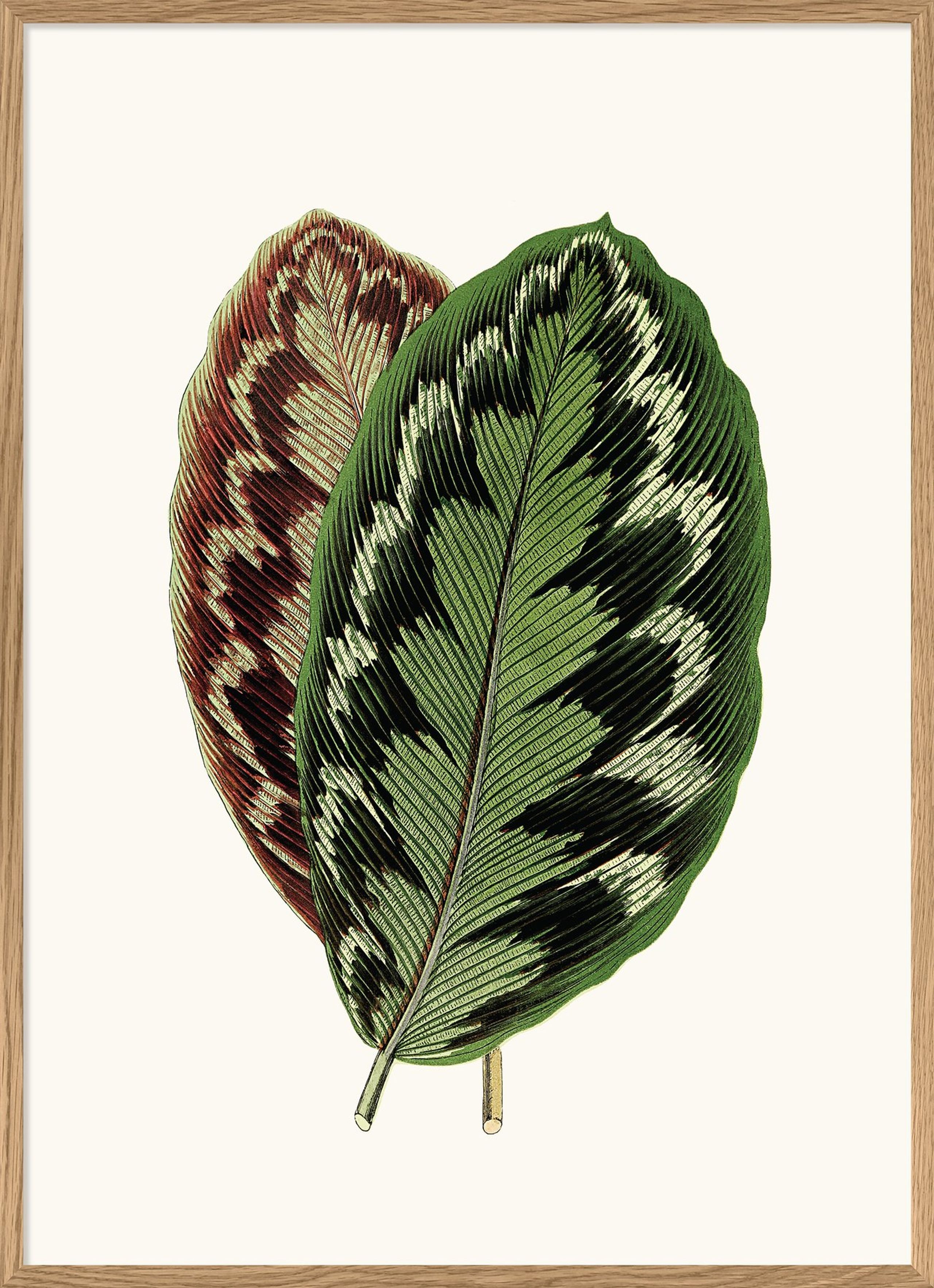 The Dybdahl Co - Poster - Leaves #6202 - Exotic Nature