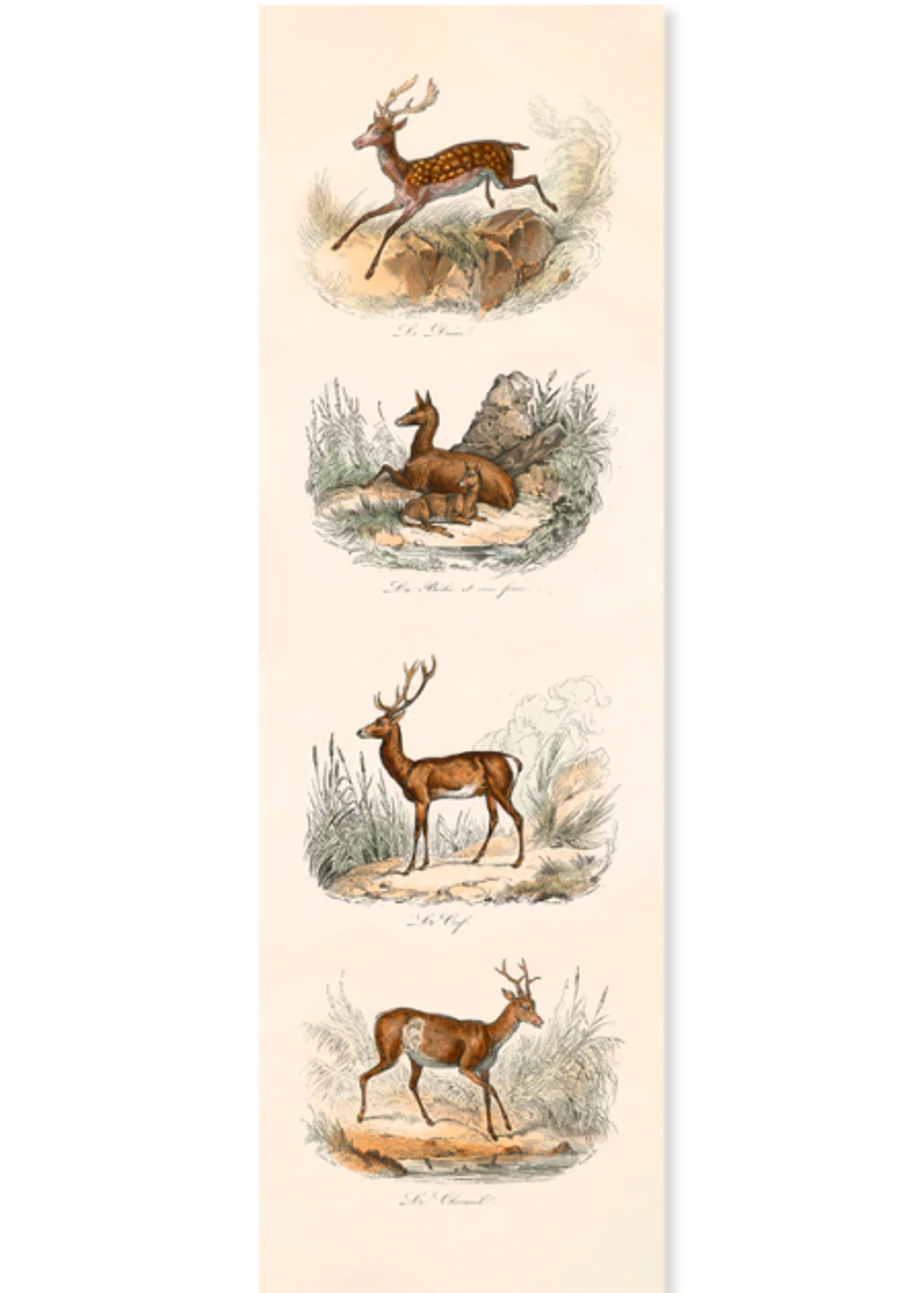 The Dybdahl Co - Poster - LES CERVIDÉS - LES CERVIDÉS