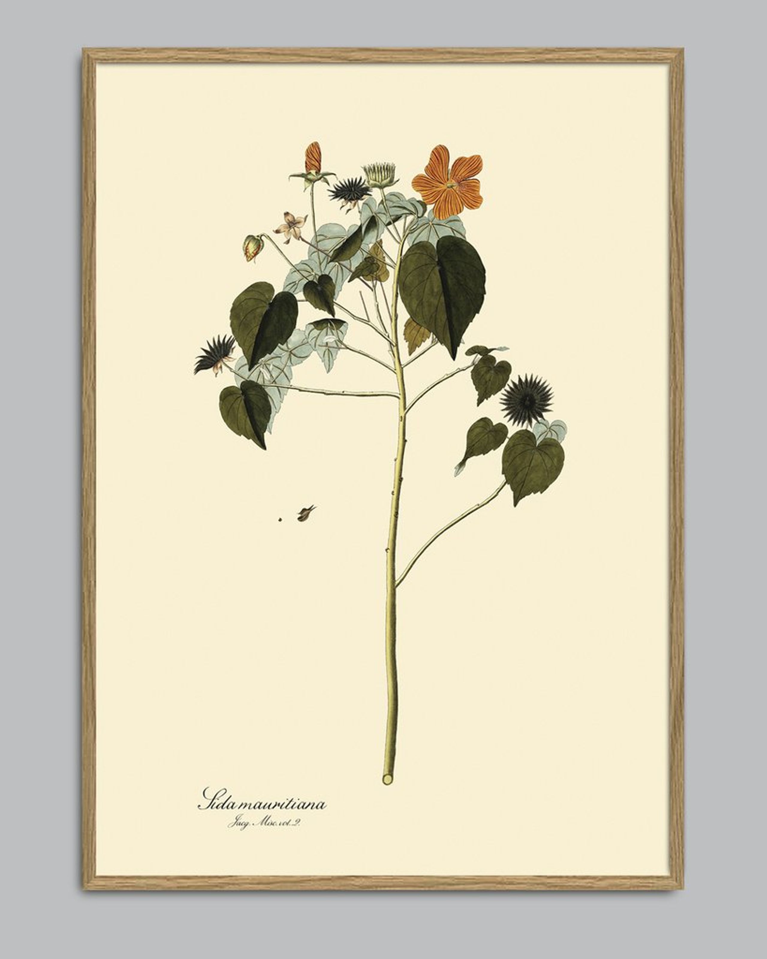 The Dybdahl Co - Póster - Sida Mauritiana #3107 - Sida