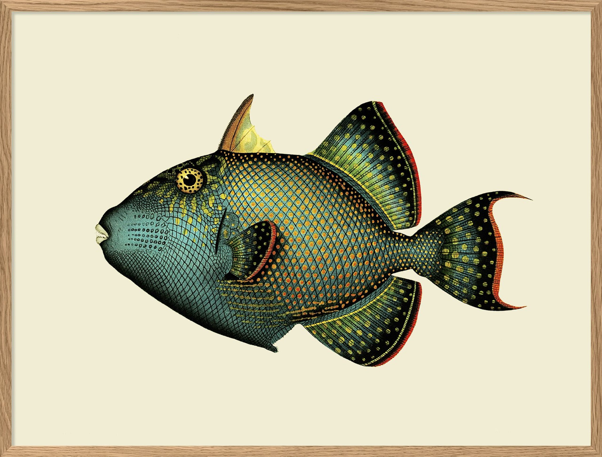 The Dybdahl Co - Poster - Small Fish Goes Bigger #4008 - Trigger Fish