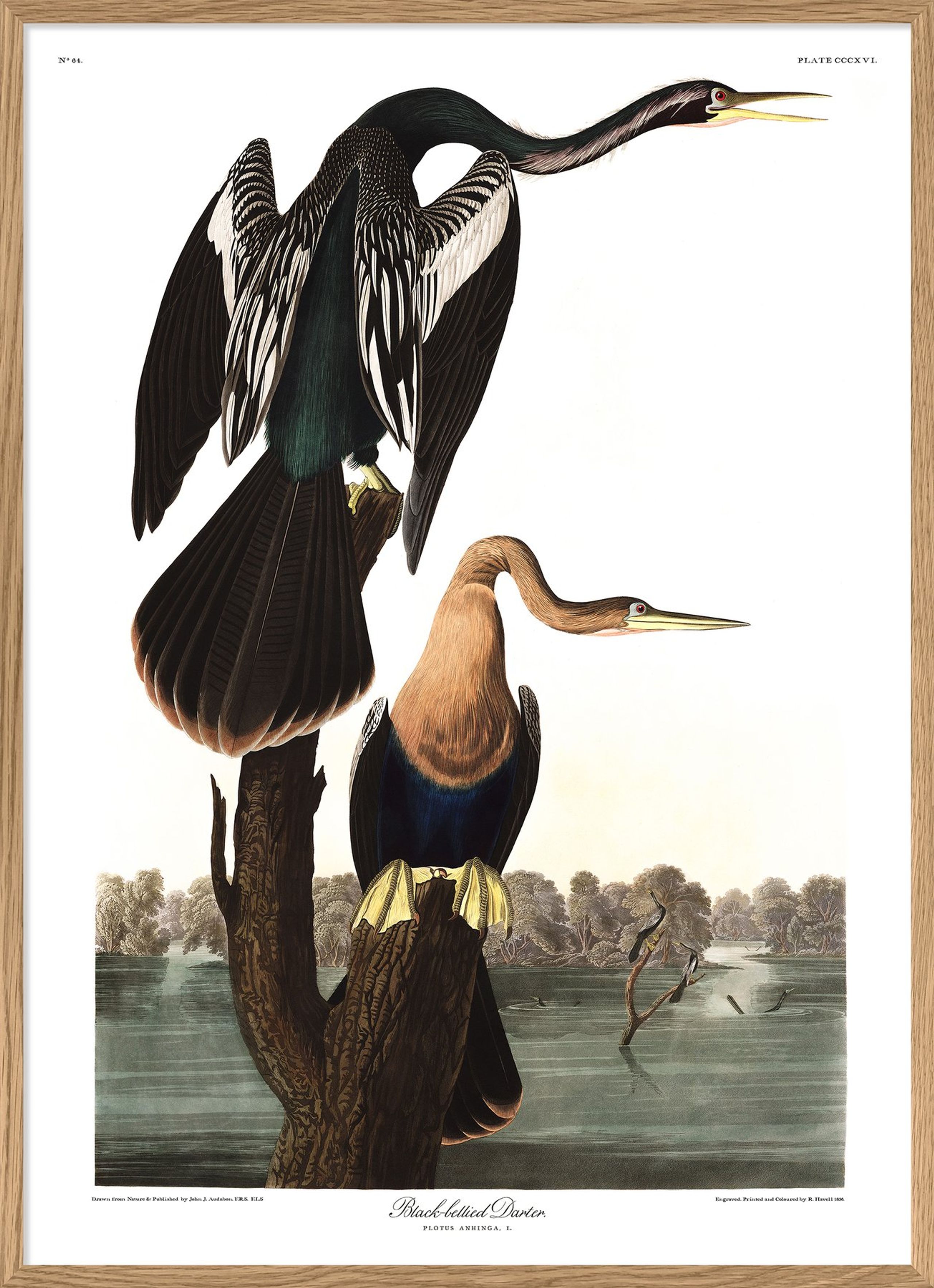 The Dybdahl Co - Poster - Black-bellied Darter #6528 - Darter