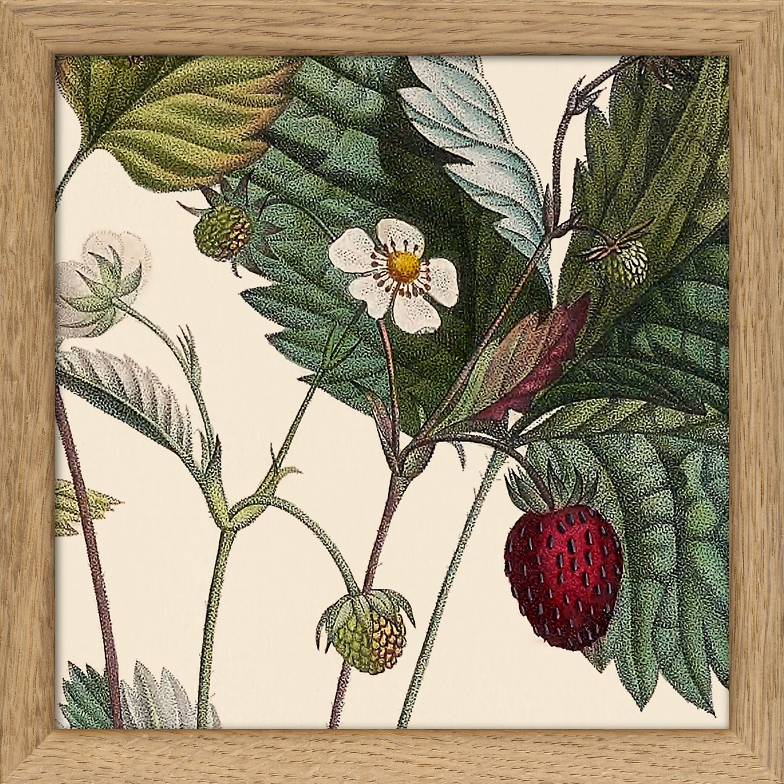 The Dybdahl Co - Poster - Plants #SQ109 - Oak Frame