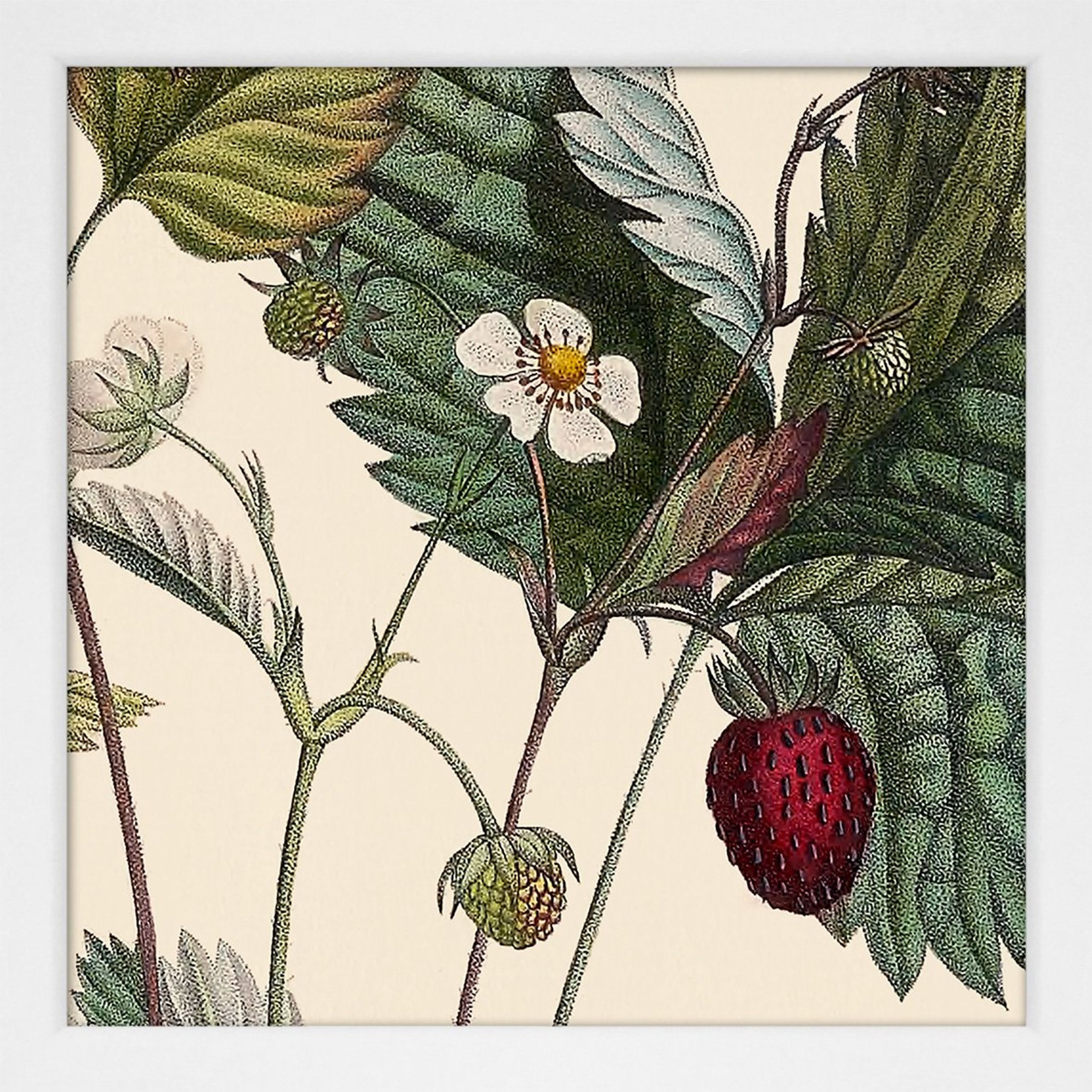 The Dybdahl Co - Cartaz - Plants #SQ109 - White Frame