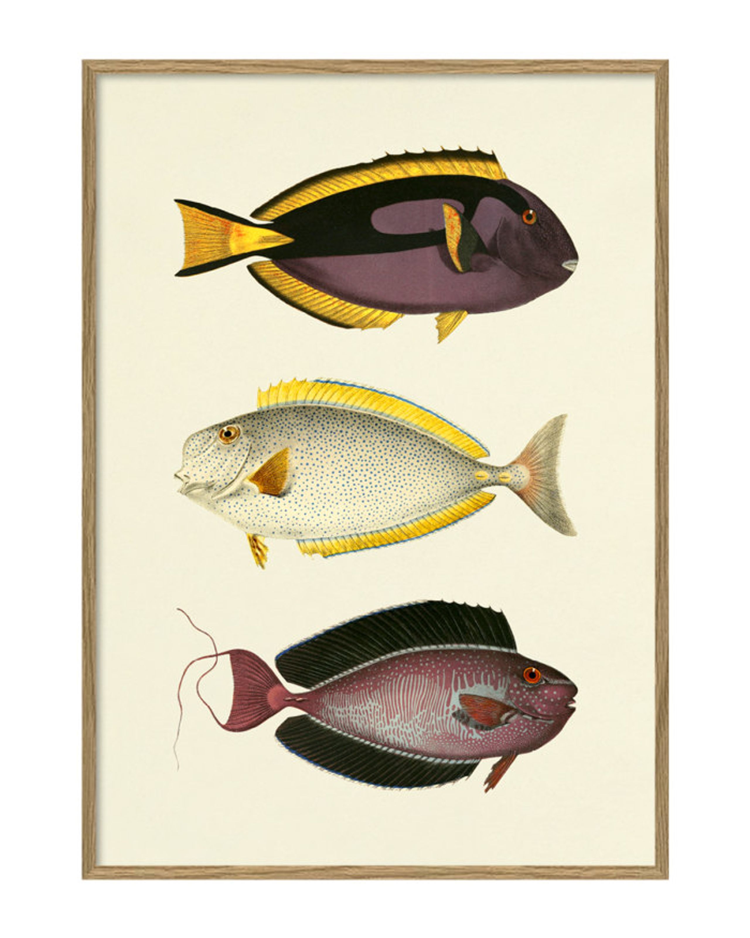 The Dybdahl Co - Poster - Fishes #3915P - Fishes #3915P