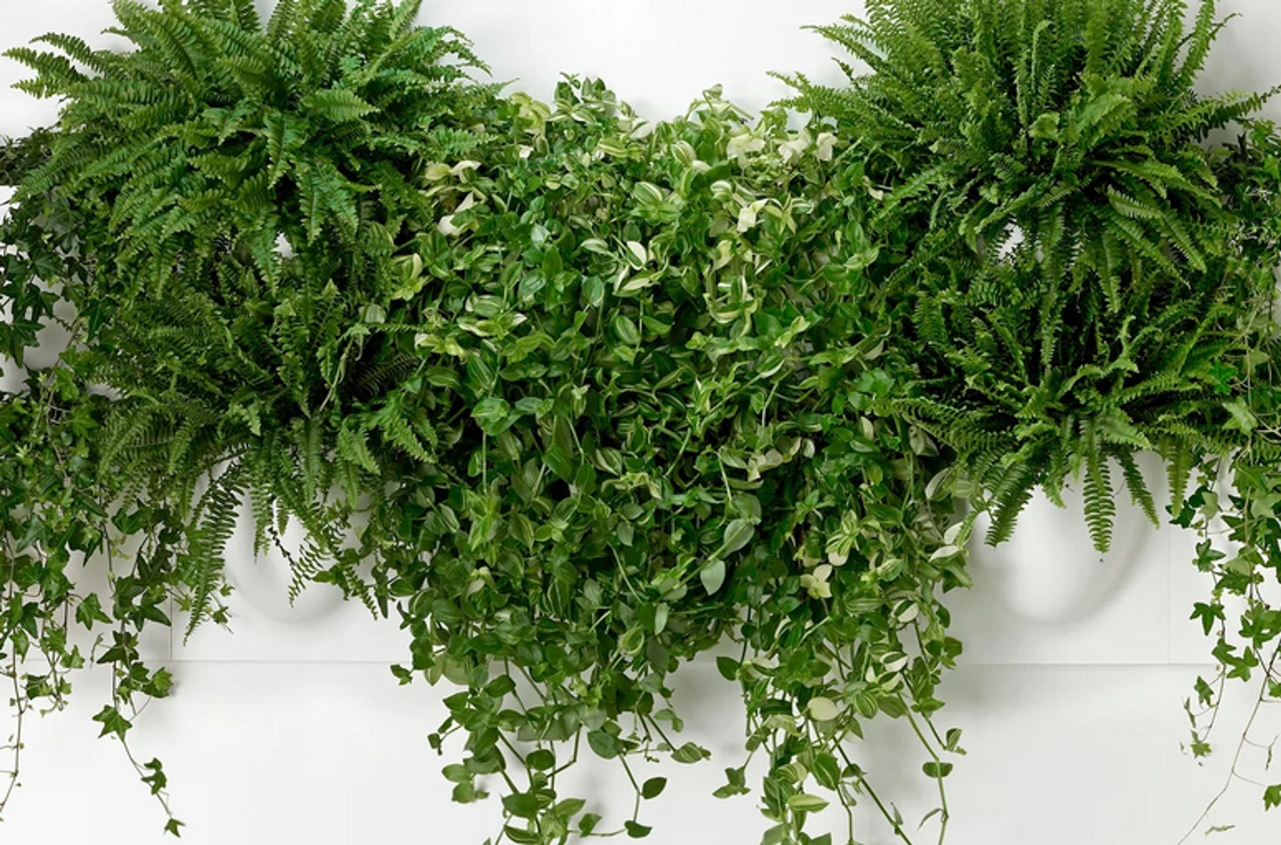 Verti Copenhagen - - Vertiplants BIO - Dusty Rose / Mini