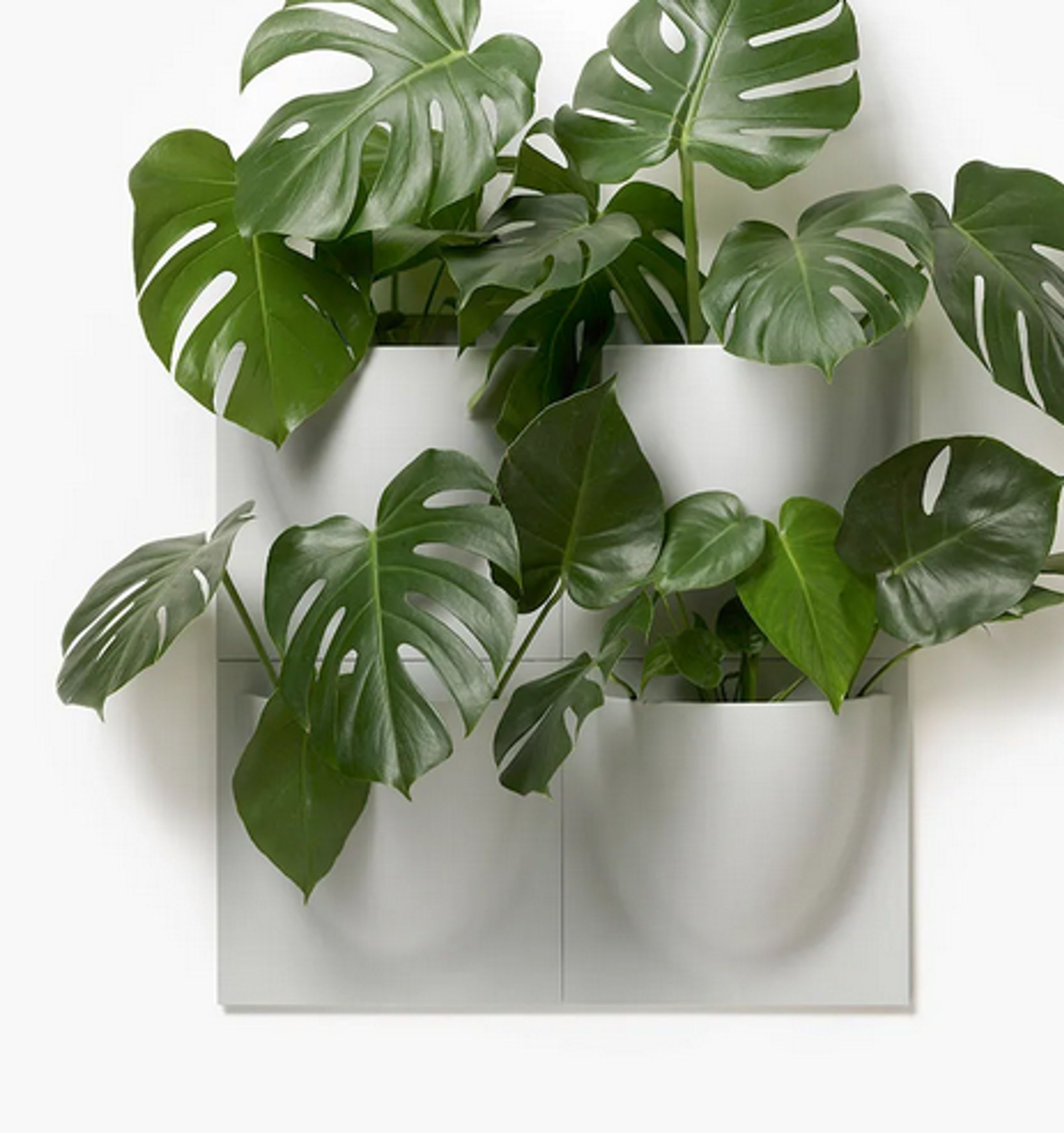 Verti Copenhagen - - Vertiplants BIO - Dusty Rose / Mini