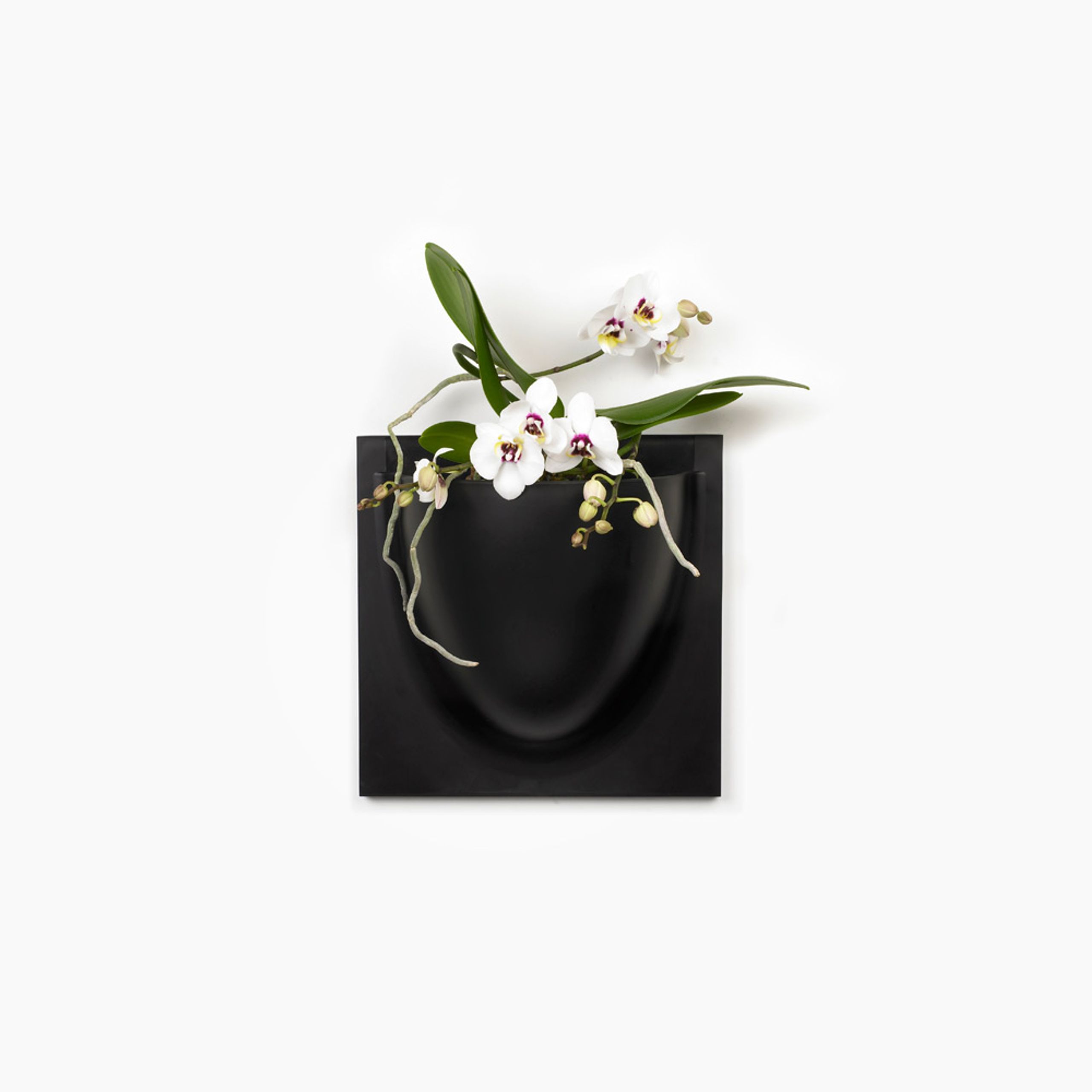 Verti Copenhagen - Obiekty wiszące - Vertiplants BIO - Black / Large