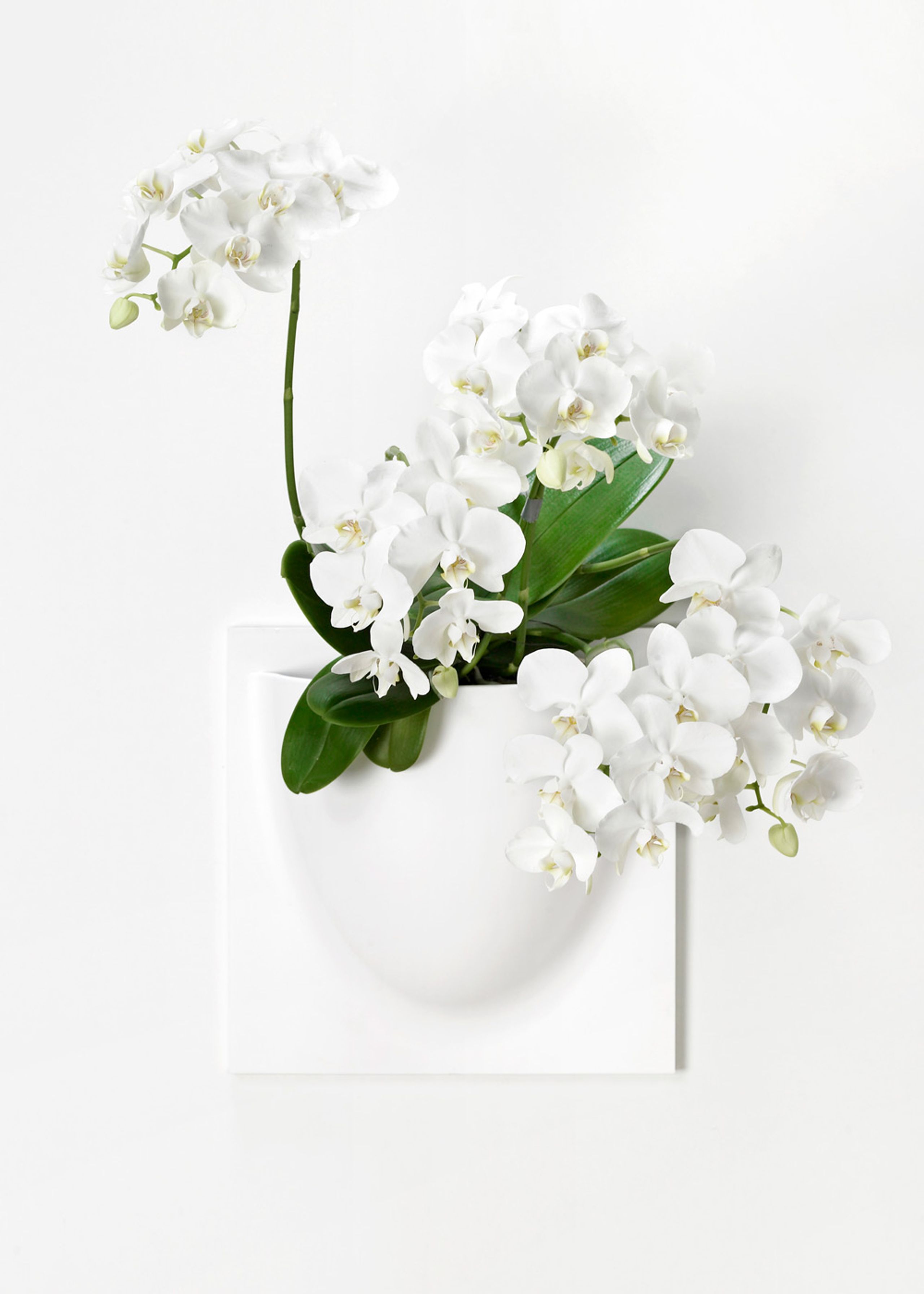 VertiPlants - Wandriem - Wallpot - White / Mini