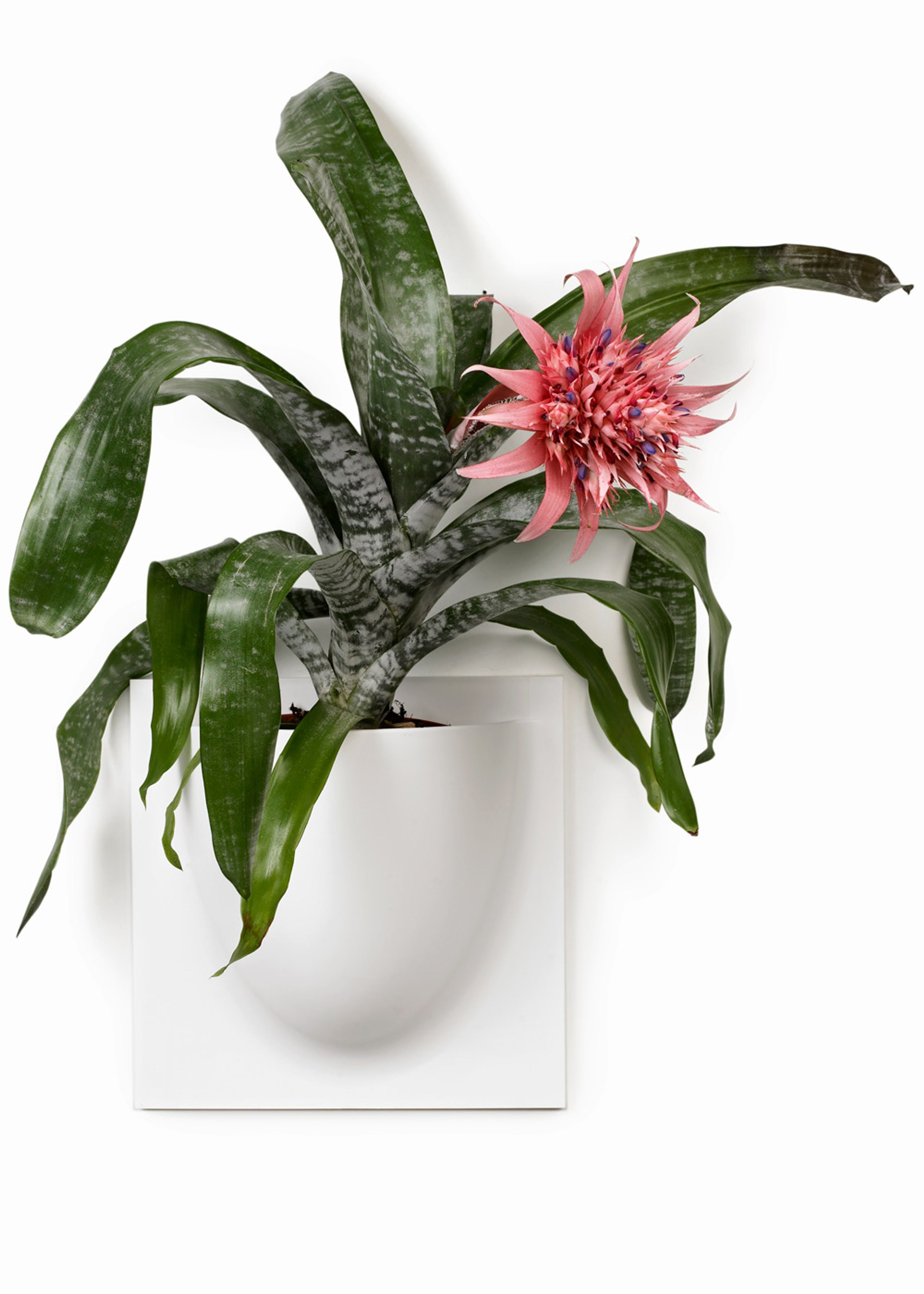 VertiPlants - Wandriem - Wallpot - White / Mini