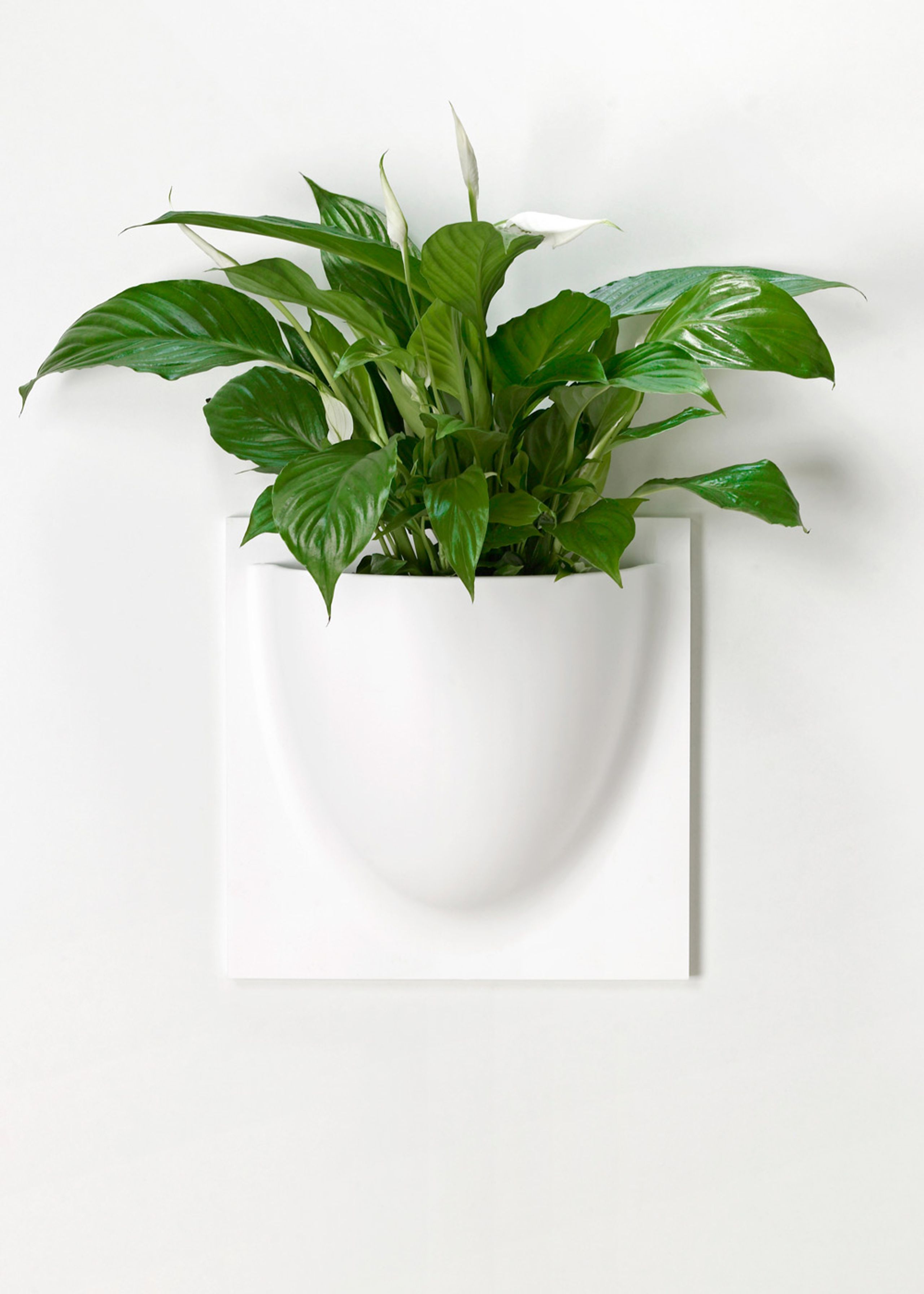 VertiPlants - Wandriem - Wallpot - White / Mini