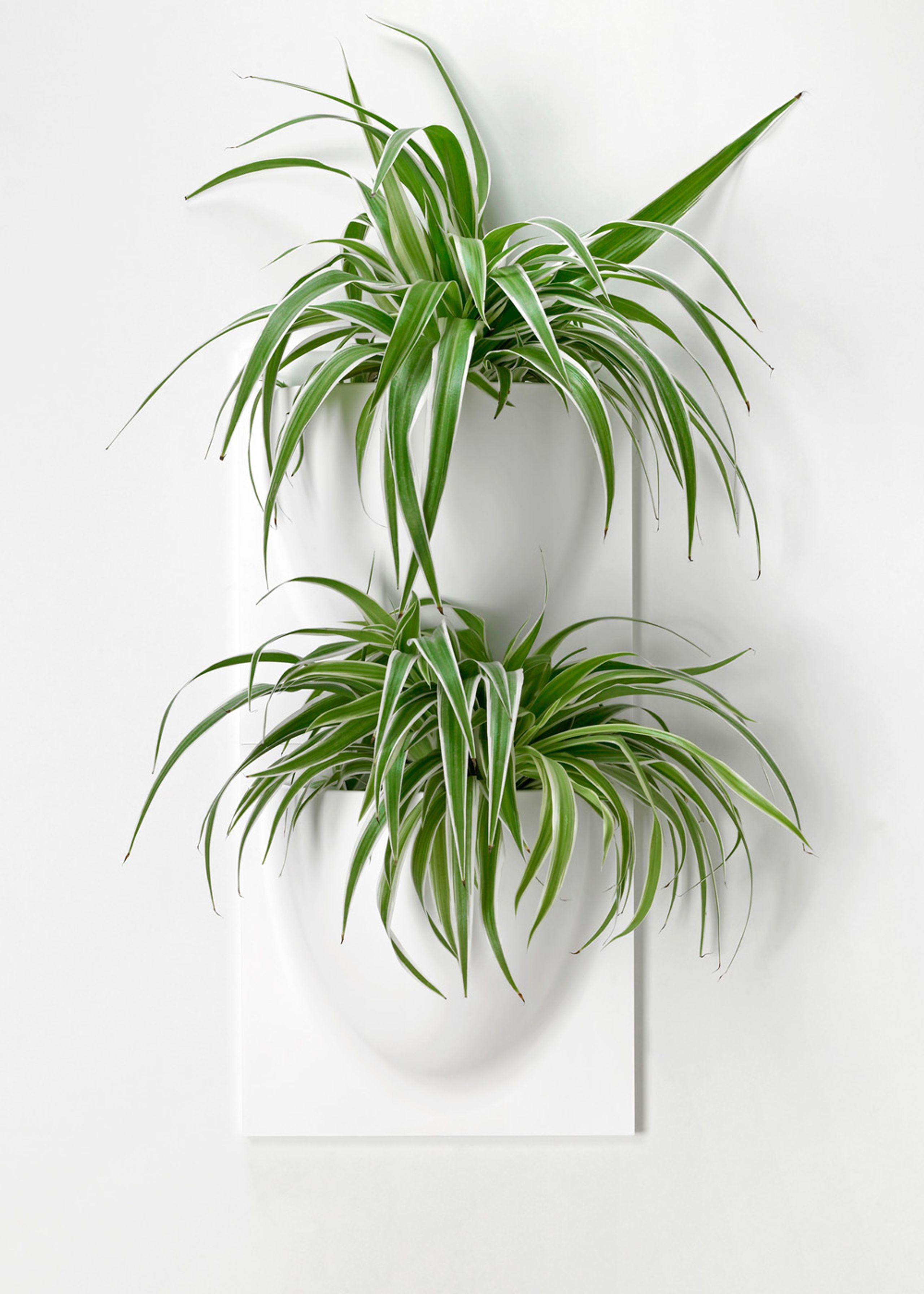 VertiPlants - Wandriem - Wallpot - White / Mini