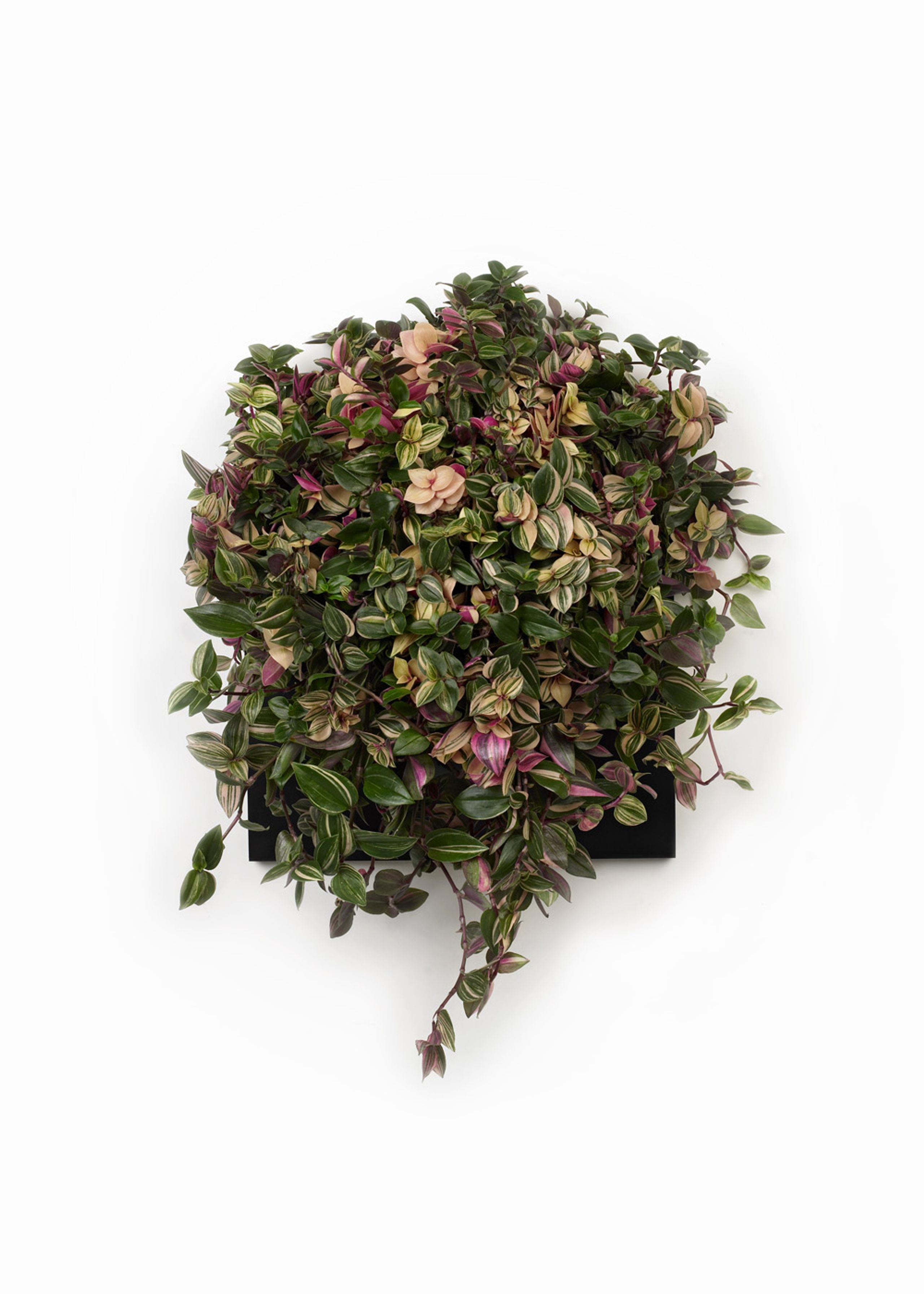 Verti Copenhagen - Obiekty wiszące - Vertiplants BIO - Black / Large