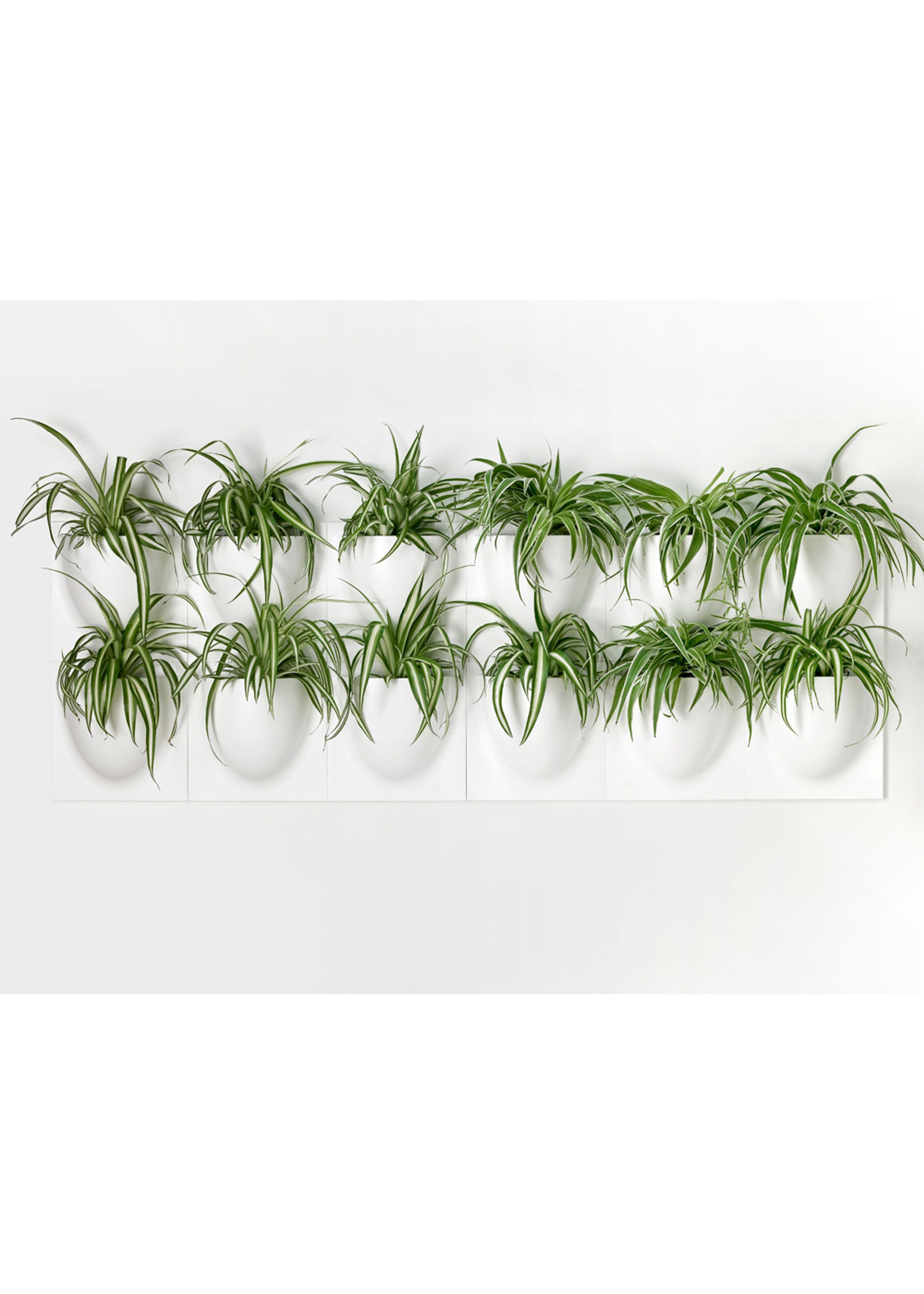 VertiPlants - Wandriem - Wallpot - White / Mini